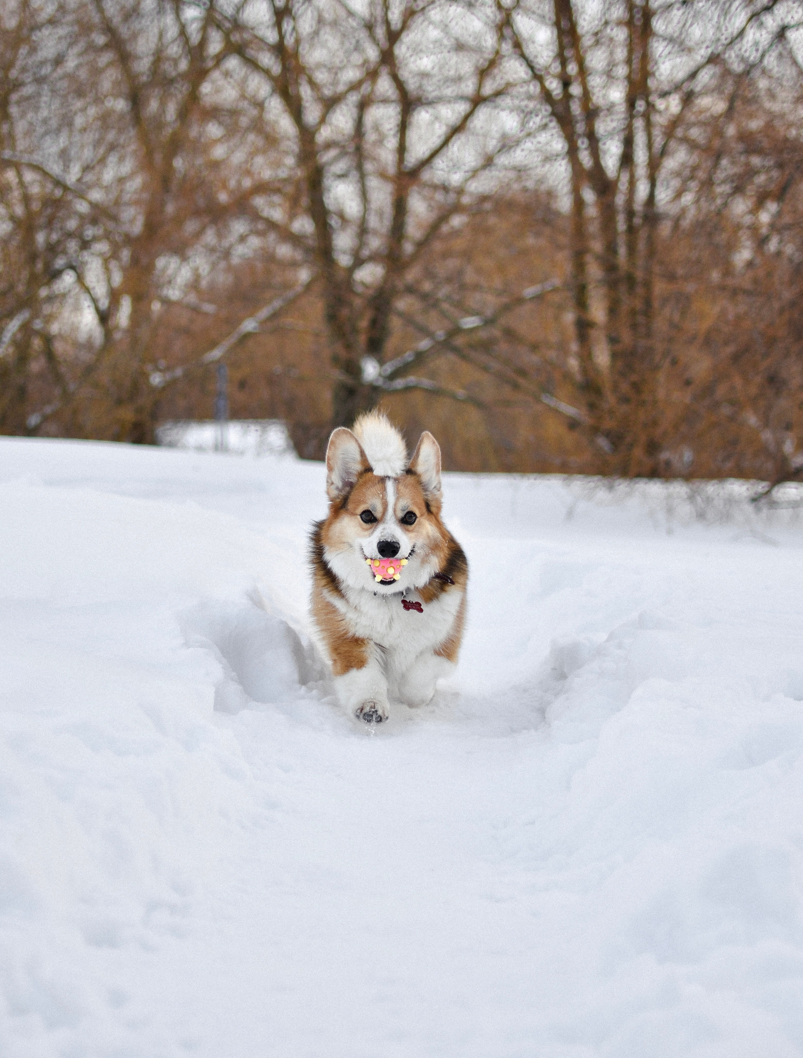Алекс и Вера. Фотограф-анималист Ксения Шевцова|Москва