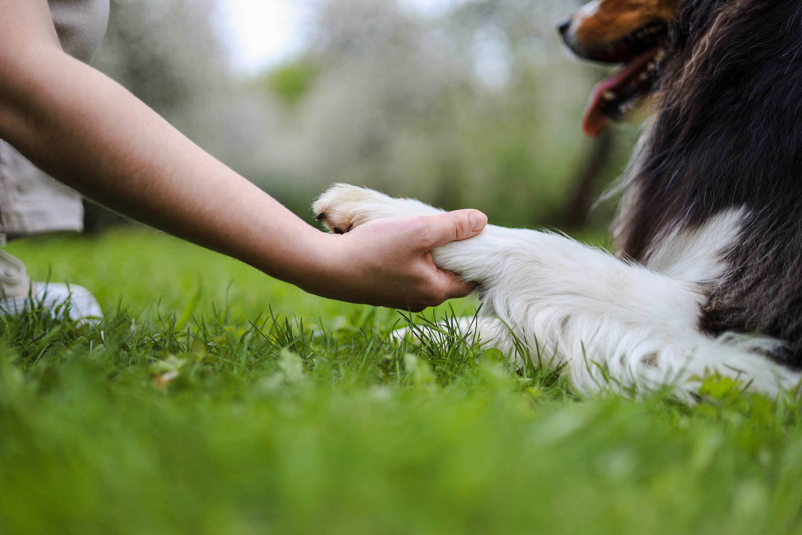 Келли и Света. Фотограф-анималист Ксения Шевцова|Москва