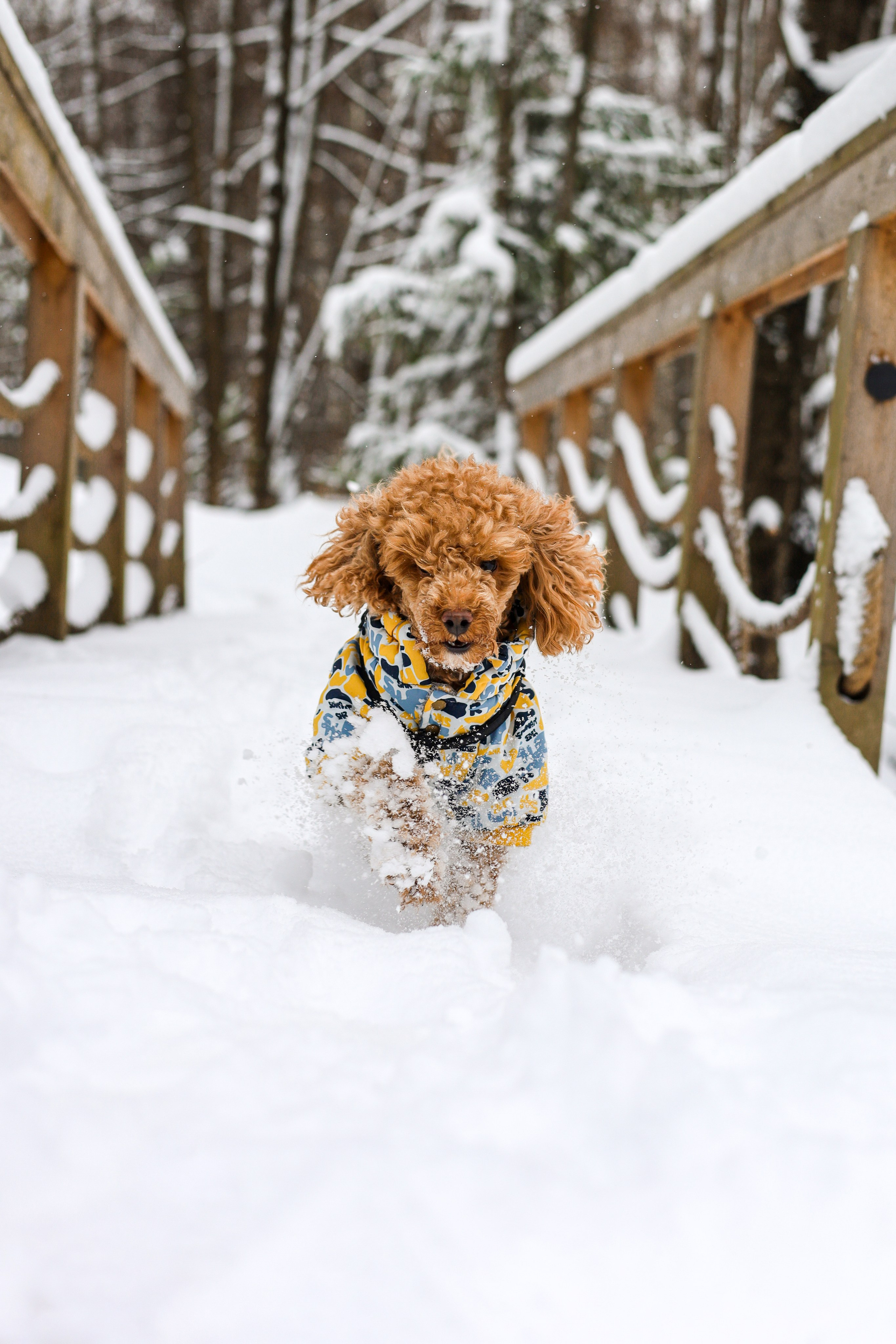 Муд и Леся. Фотограф-анималист Ксения Шевцова|Москва