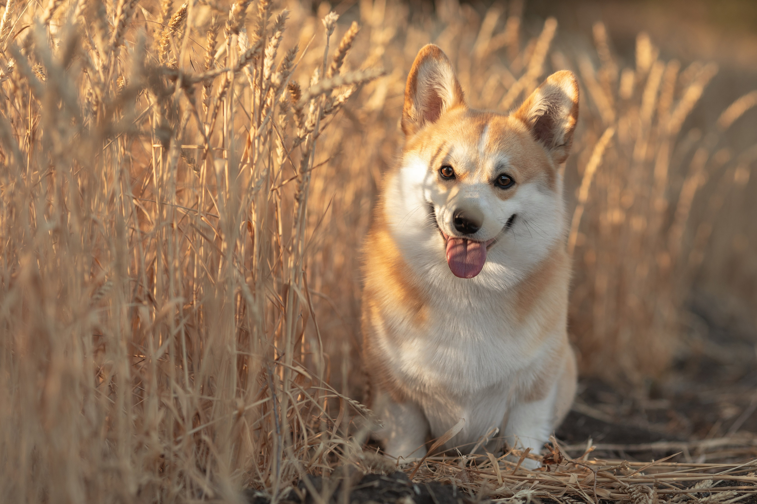Портфолио: Фотосъёмка собак в Москве и области — авторские образы. Фотограф-анималист и бренд-фотограф в Москве | Фотография собак, людей, бизнес-портрет