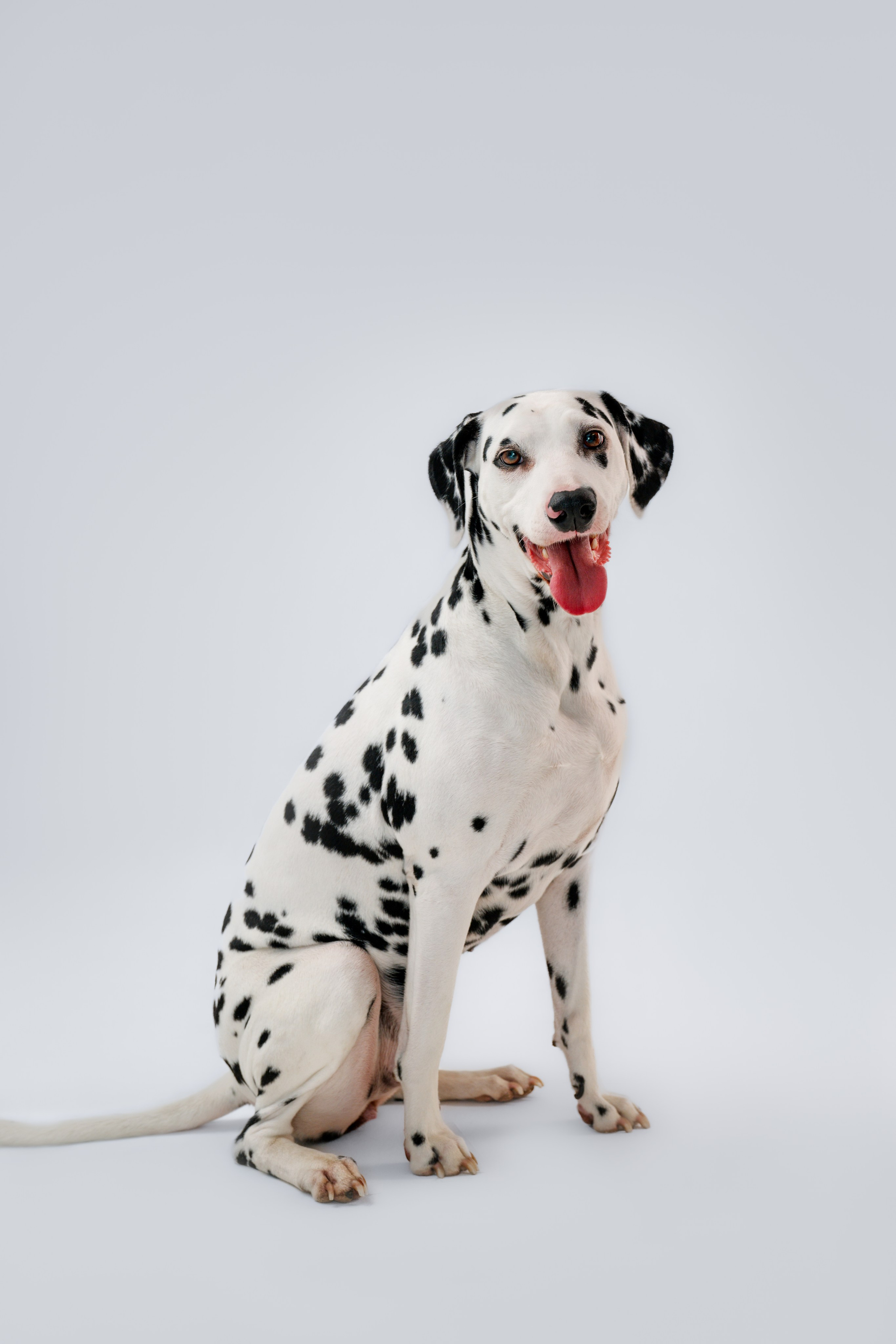 Студия. Фотограф Анималист в Москве Анастасия Жучкова