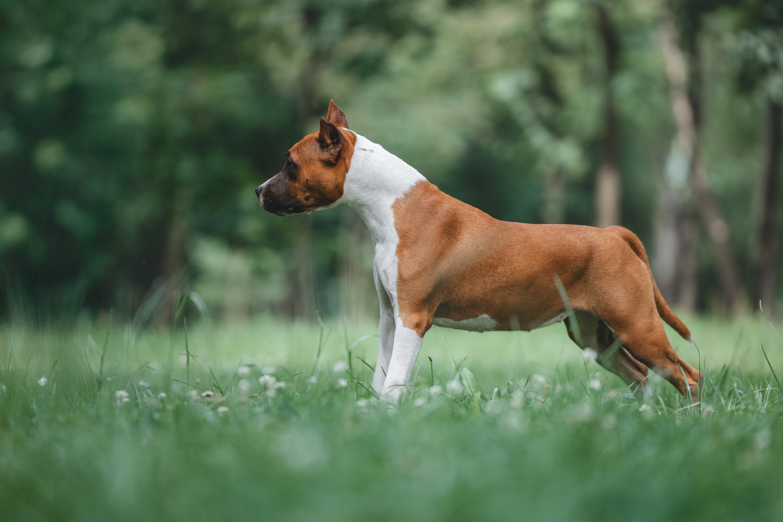 Американский стаффордширский терьер. Фотограф Анималист в Москве Анастасия Жучкова