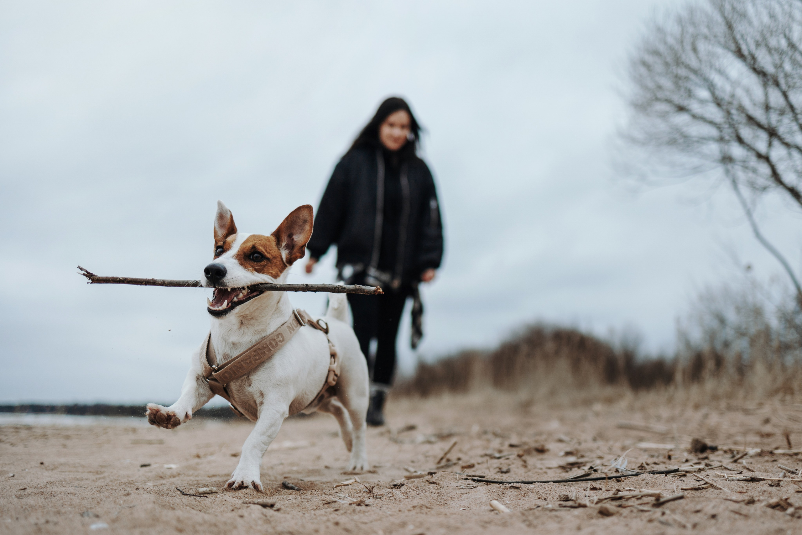 Саша и Джеки. Фотограф — Анималист | Санкт-Петербург