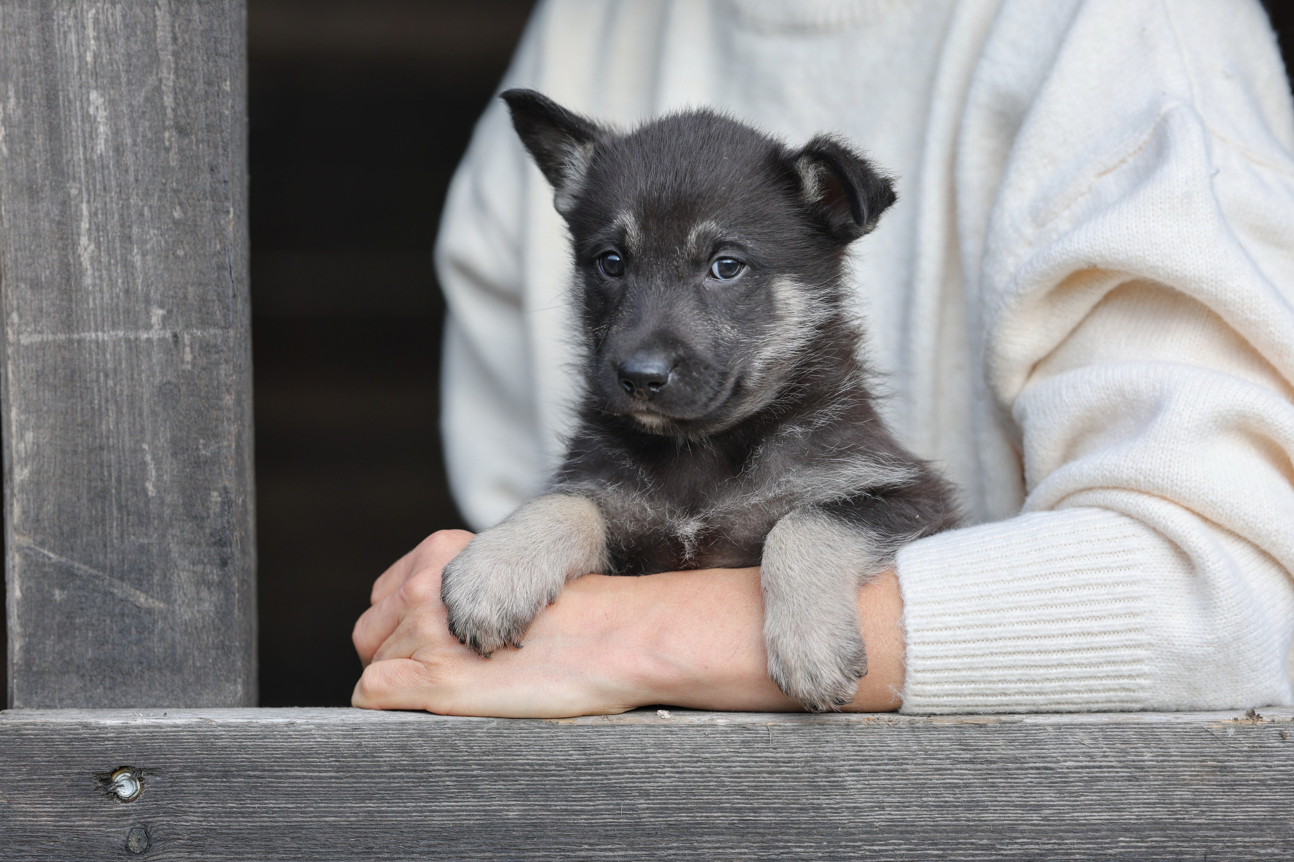Щенки. Фотограф Максим Татаринов