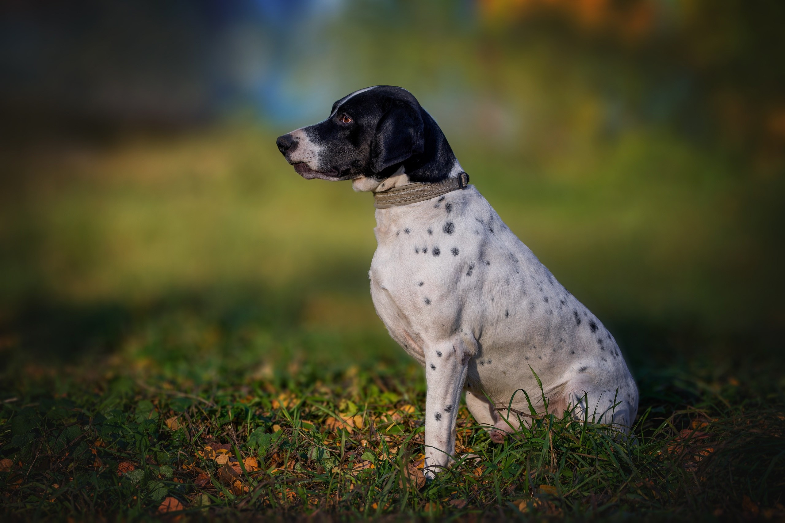 Собаки приюта Келтсские ангелы. Irenephoto.ru