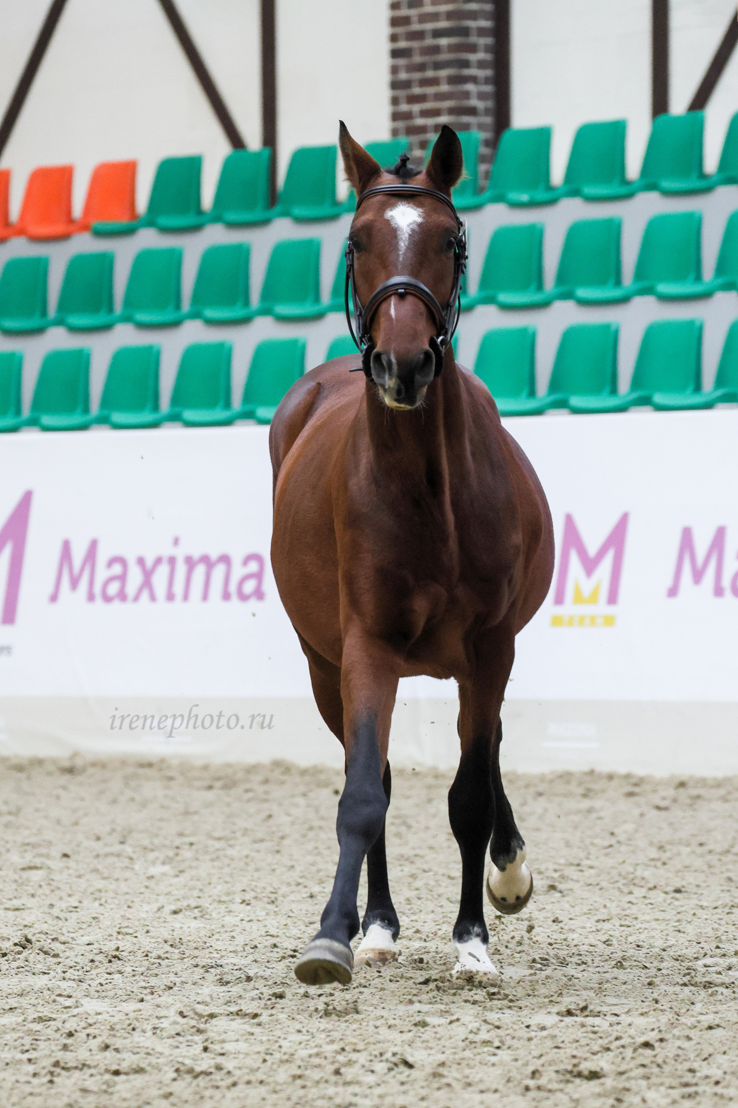 Конная Россия 2024 Оценка двигательных качеств. Irenephoto.ru