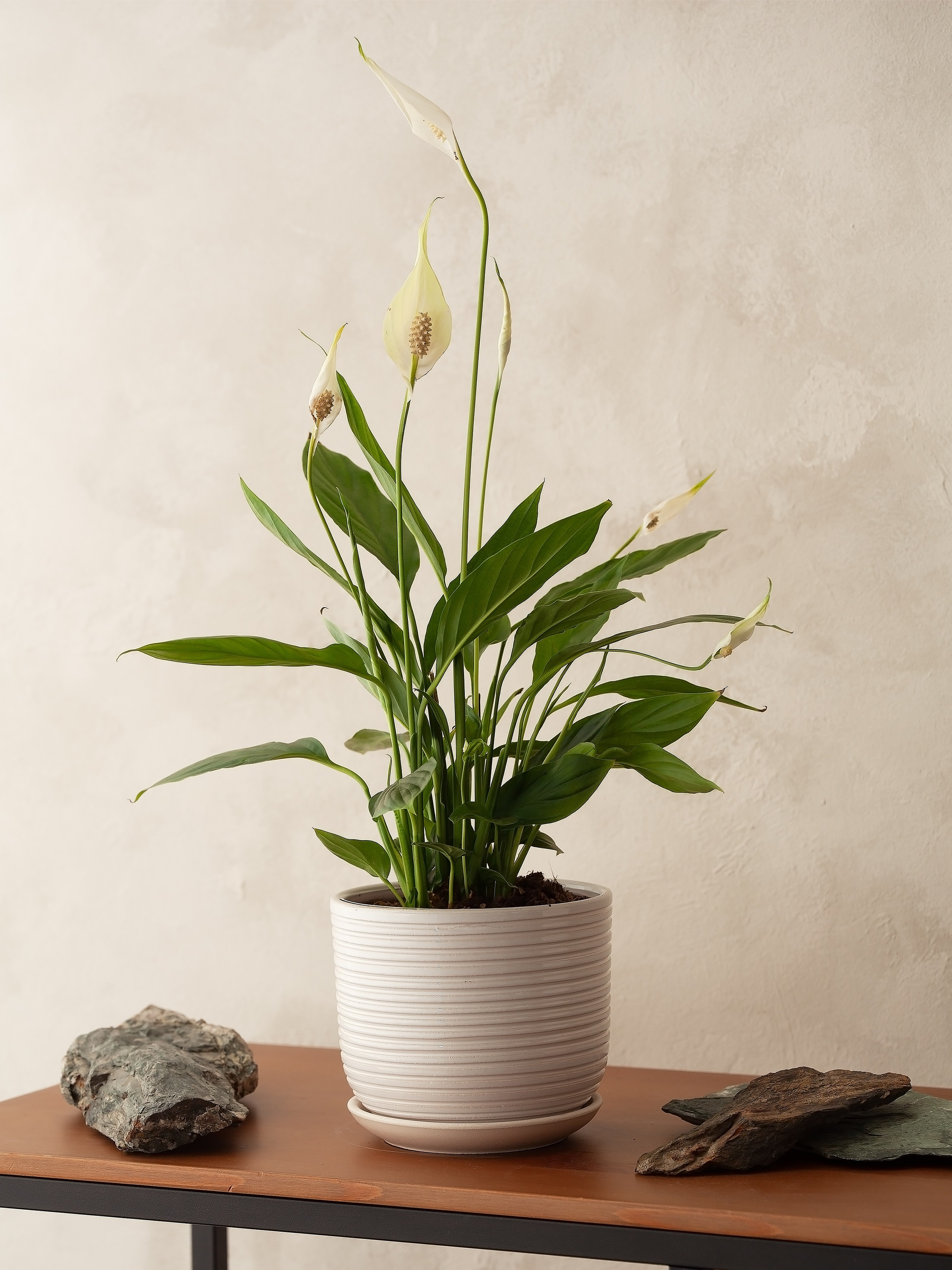 Предметный фотограф Барнаул - Фотосъемка  растений,  интерьерная съемка