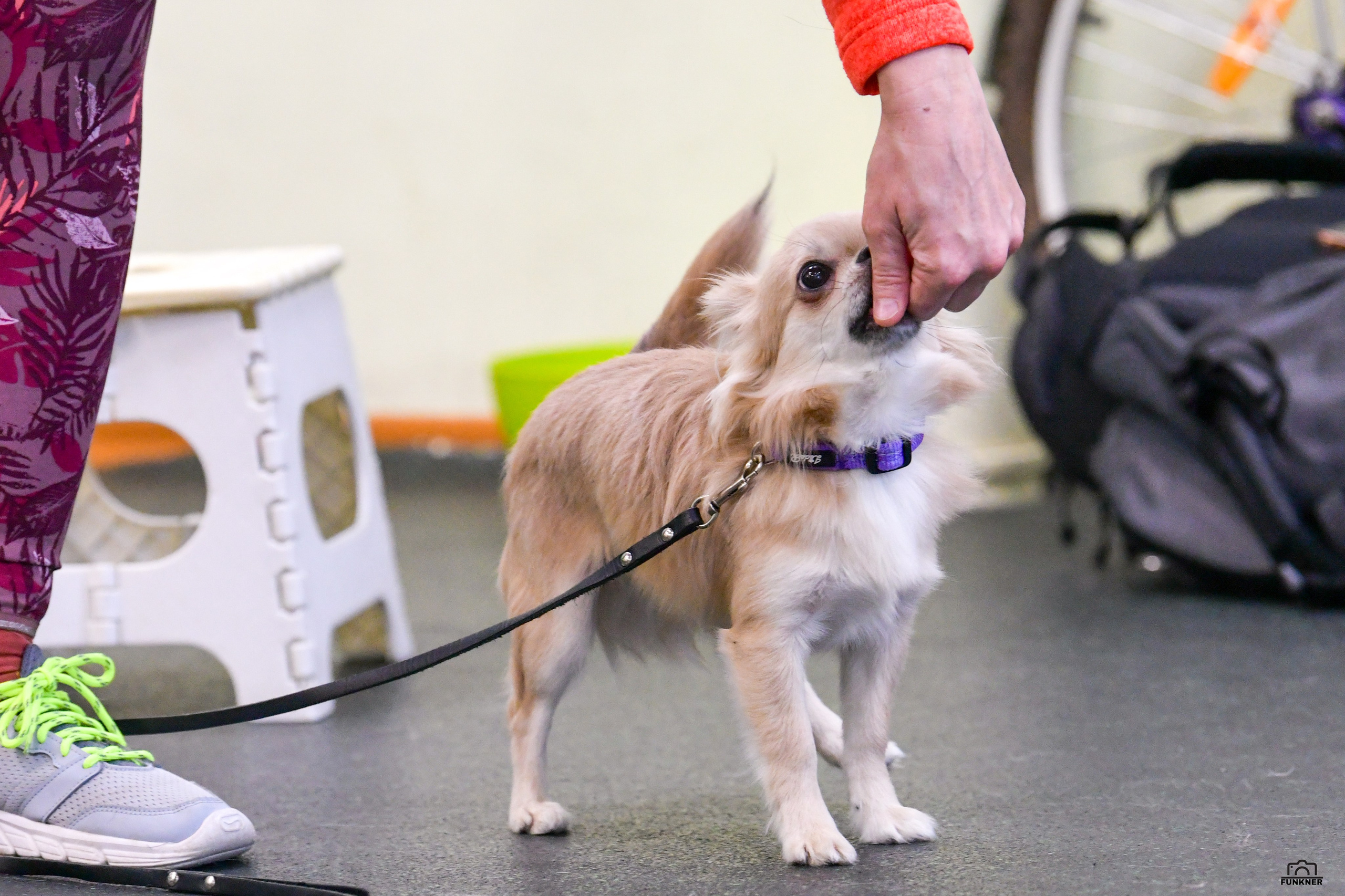 Кинологический клуб «Бодрый хвост». Свой взгляд через объектив
