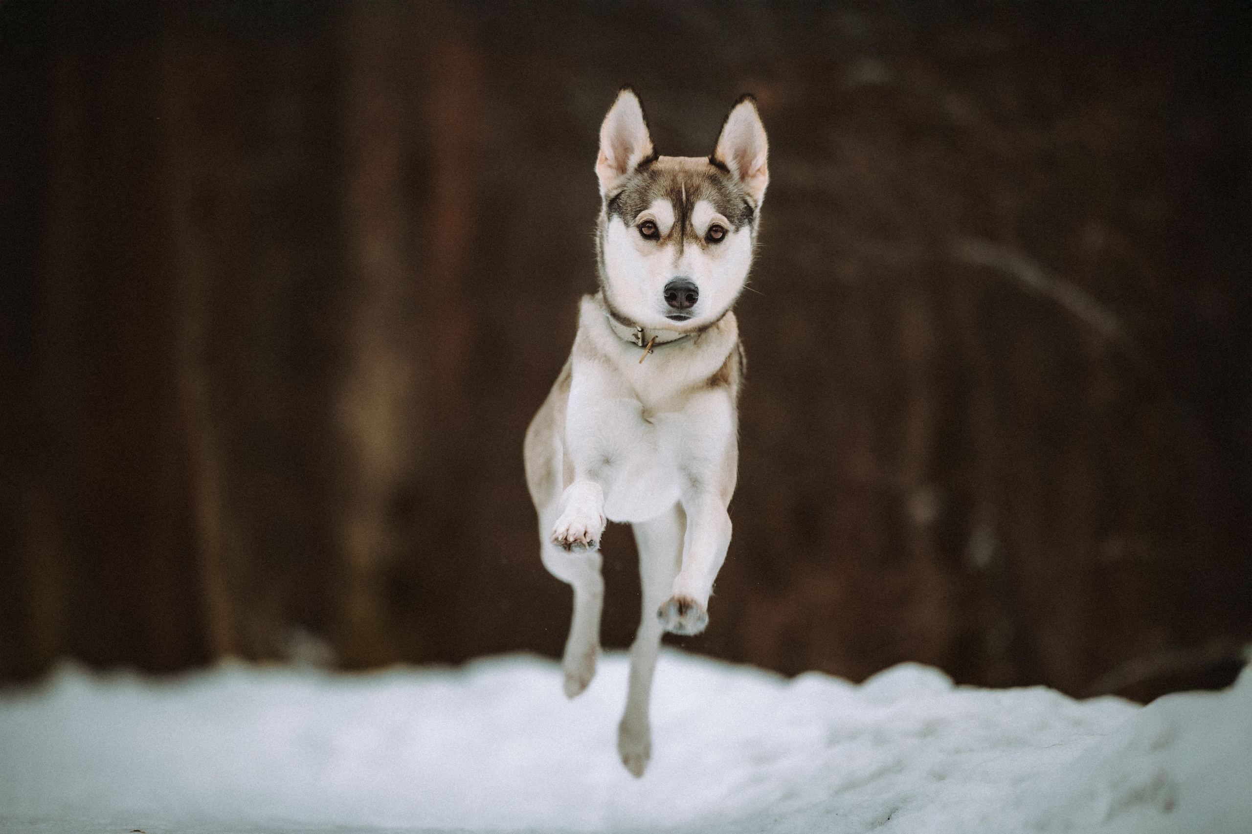 Аня и Рокси