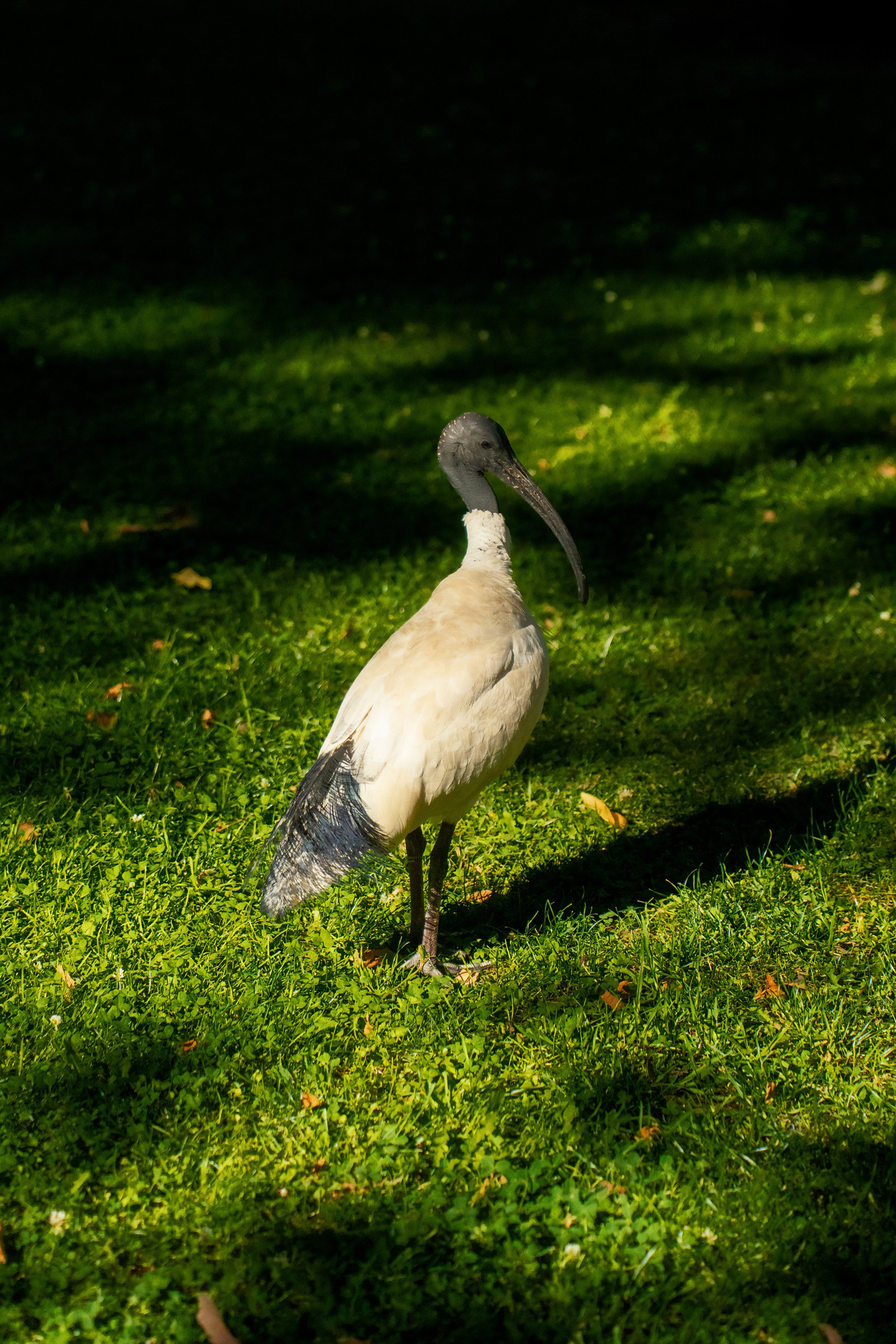 Австралия. Фотограф в Хабаровске. Фотография за 24 часа
