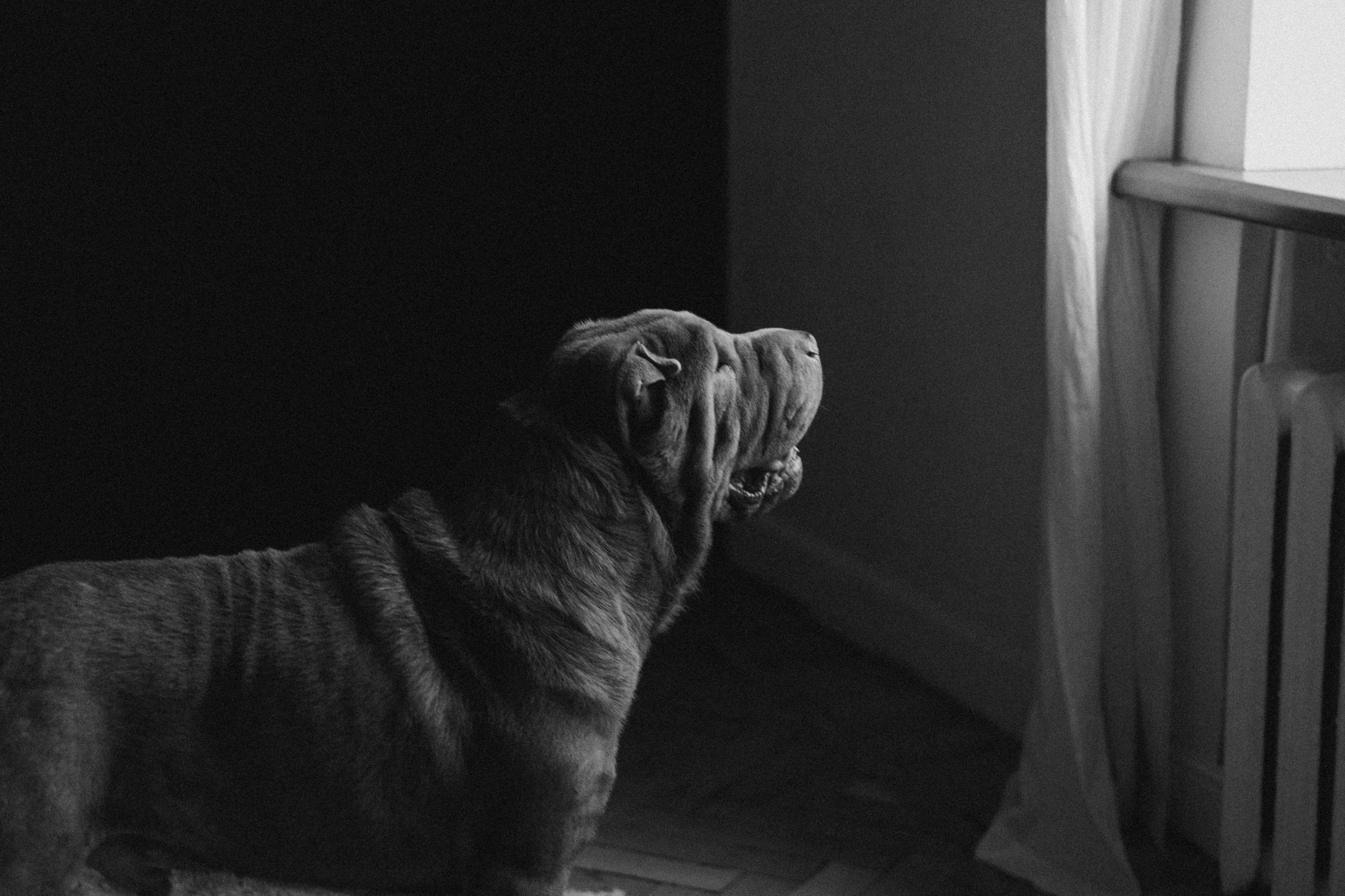 Ульяна и Вагнер. Фотограф — Анималист | Санкт-Петербург