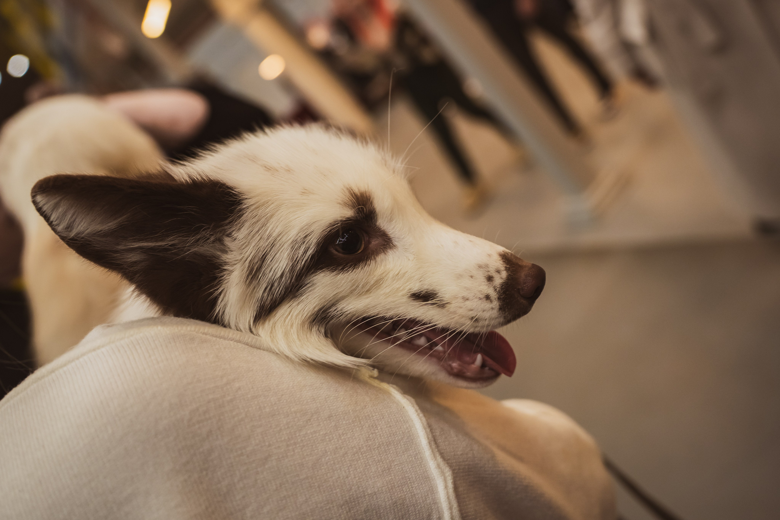 Fox Family fest. Репортажный фотограф Анастасия Рубцова