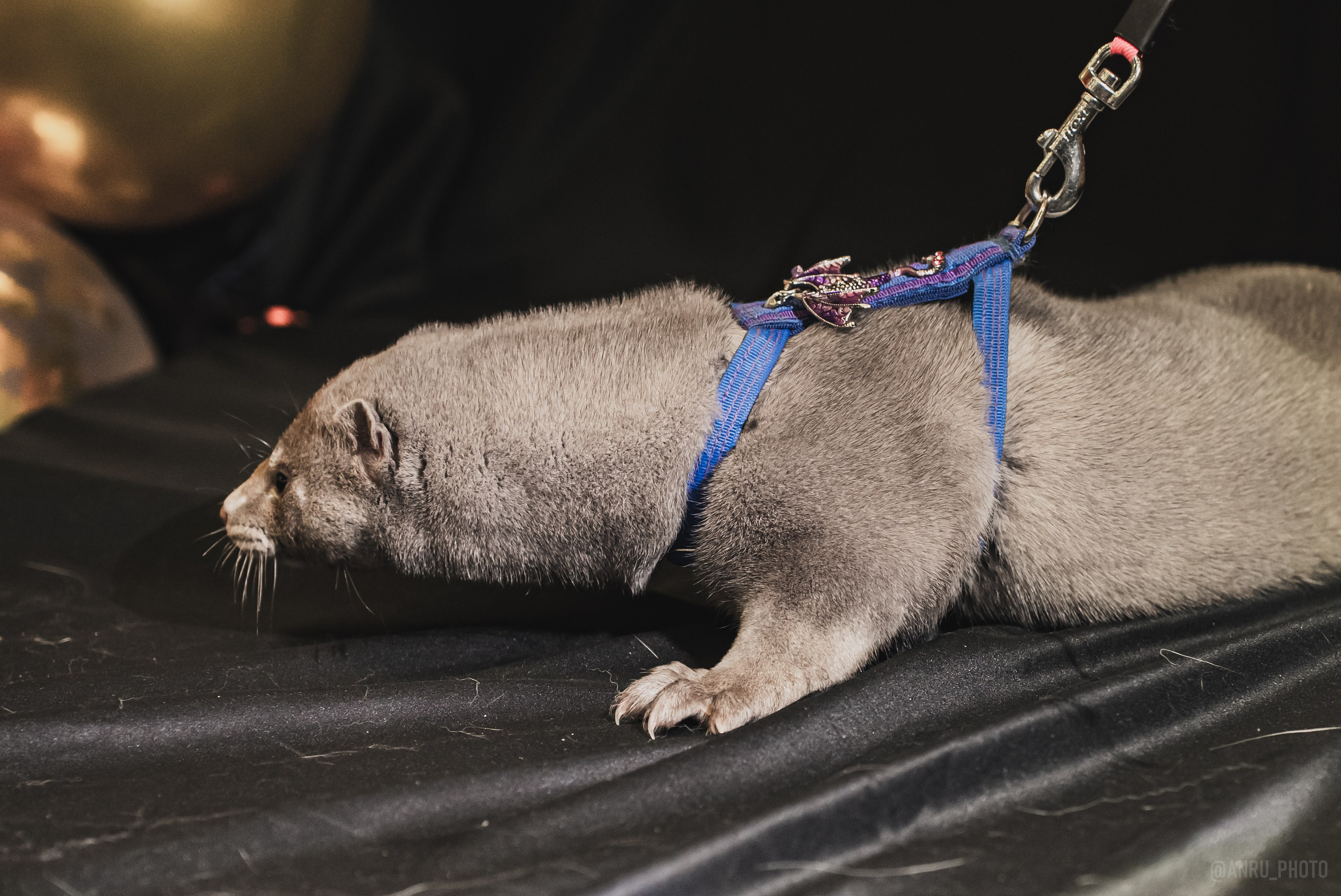 Fox Family fest. Репортажный фотограф Анастасия Рубцова