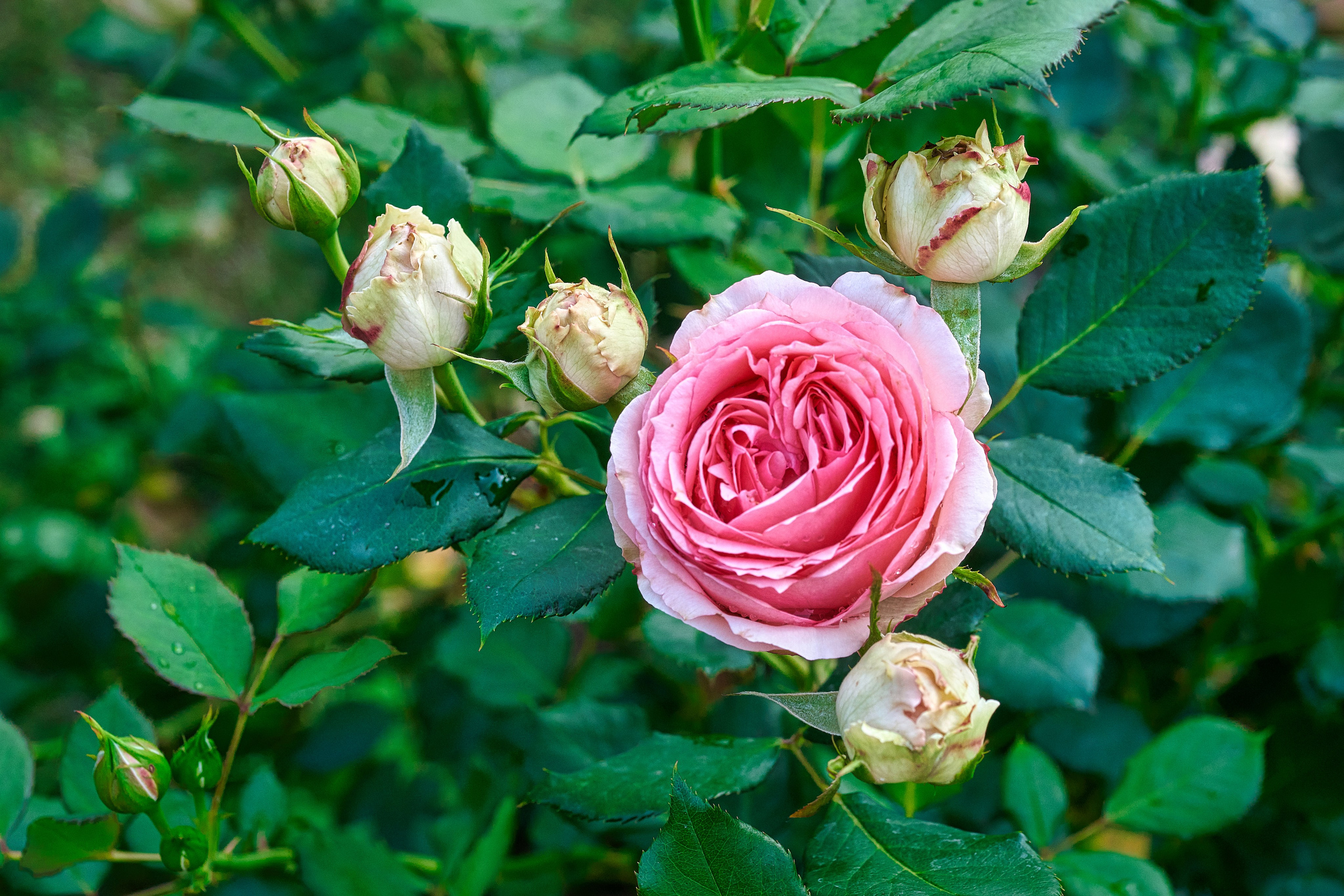 Наша мать — природа. Фотограф Владимир Артамонов