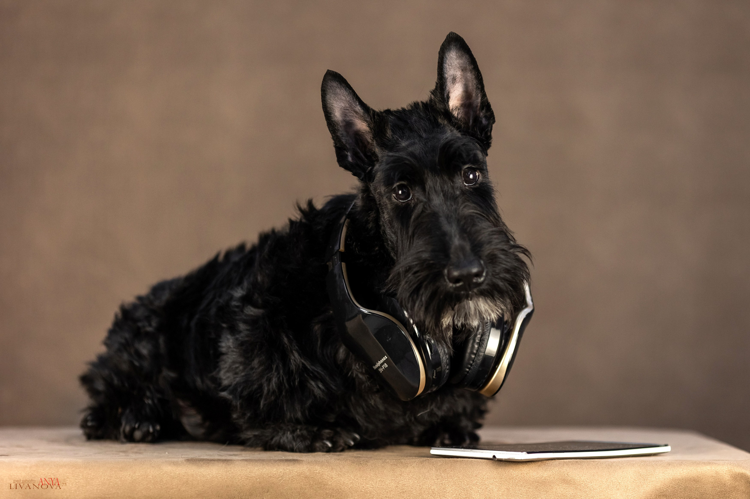 Скотч терьер. Фотограф анималист Аня Ливанова | Рыбинск