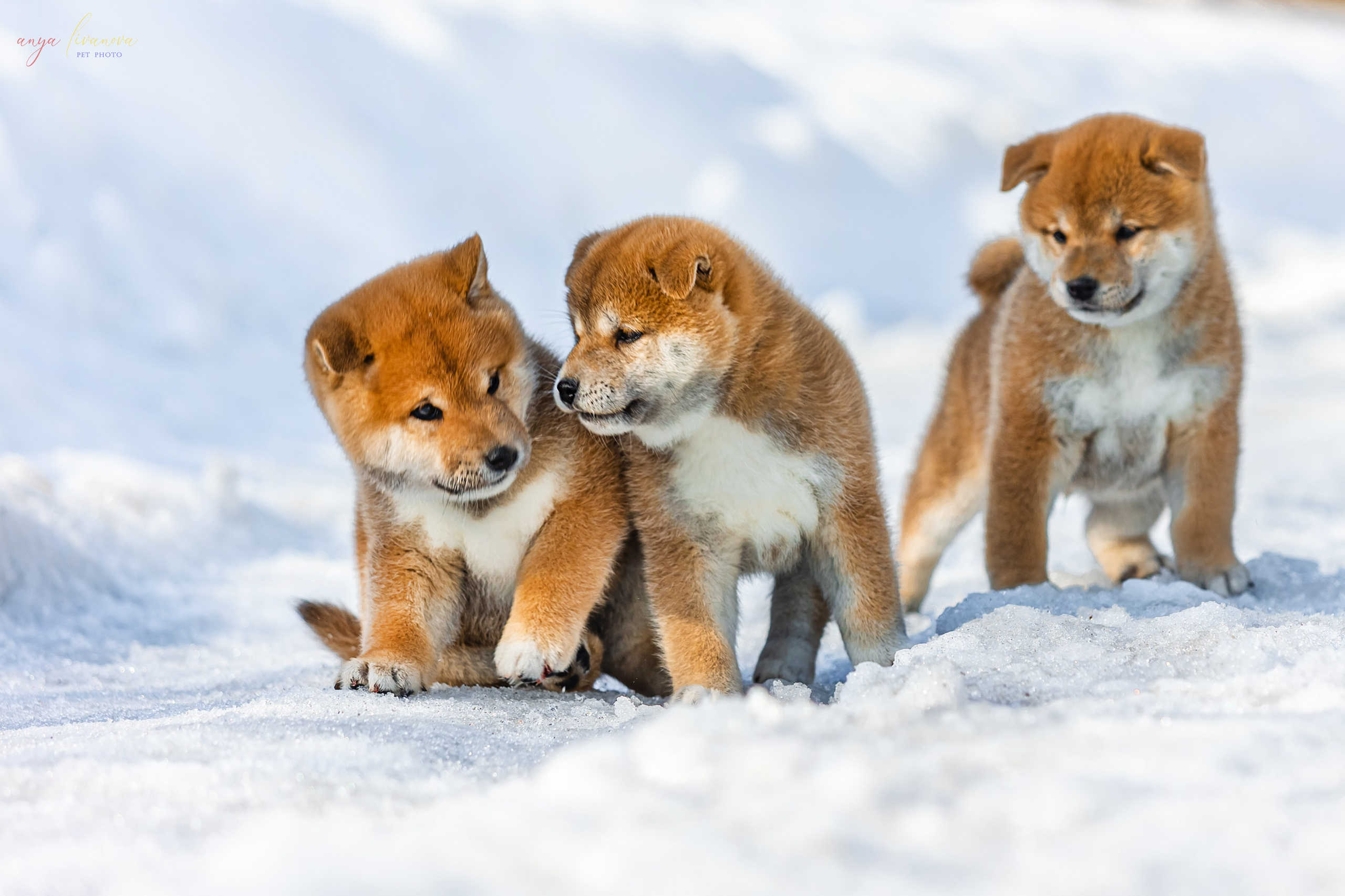 Сибы. Фотограф анималист Аня Ливанова | Рыбинск