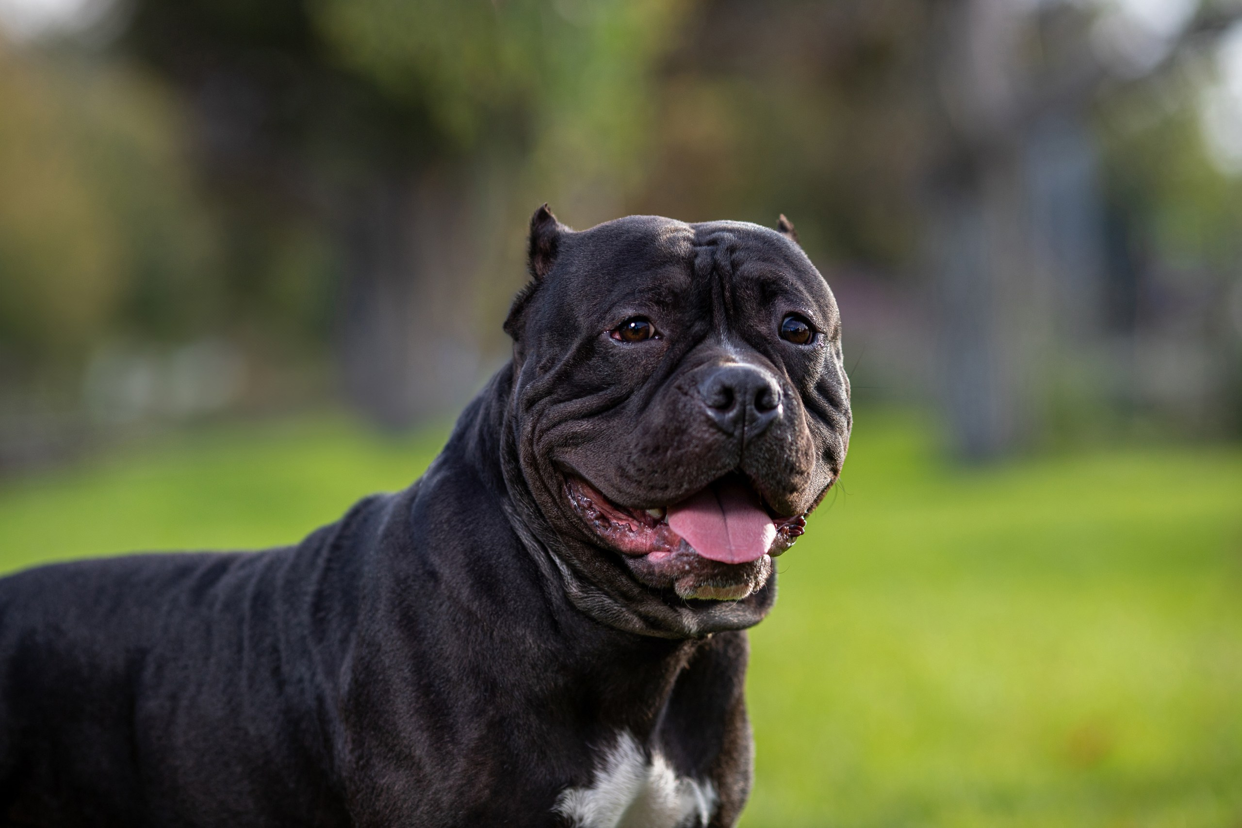 Фотопрогулка с собакой и съёмка для презентации собак