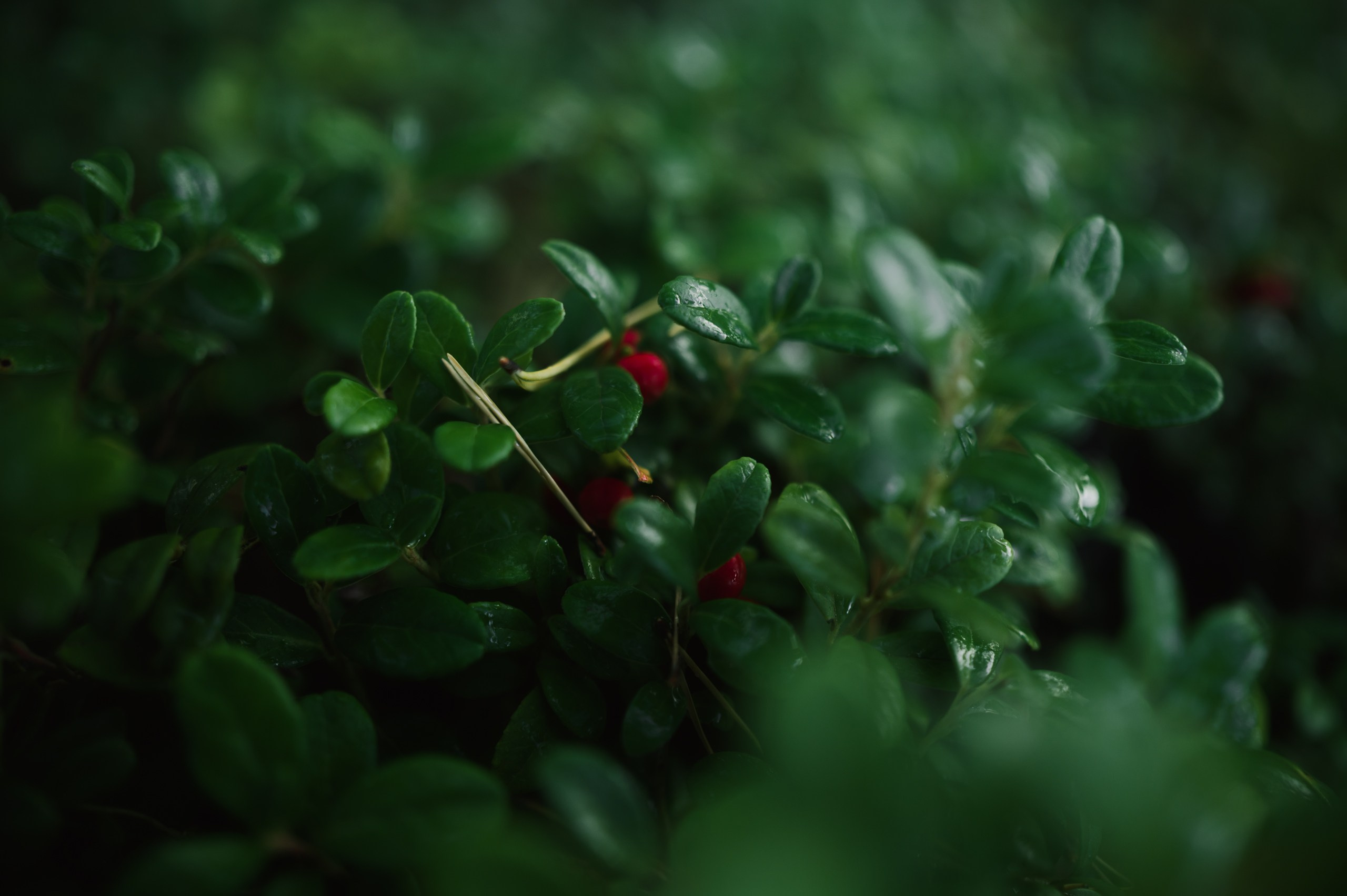 Карелия. Komonev