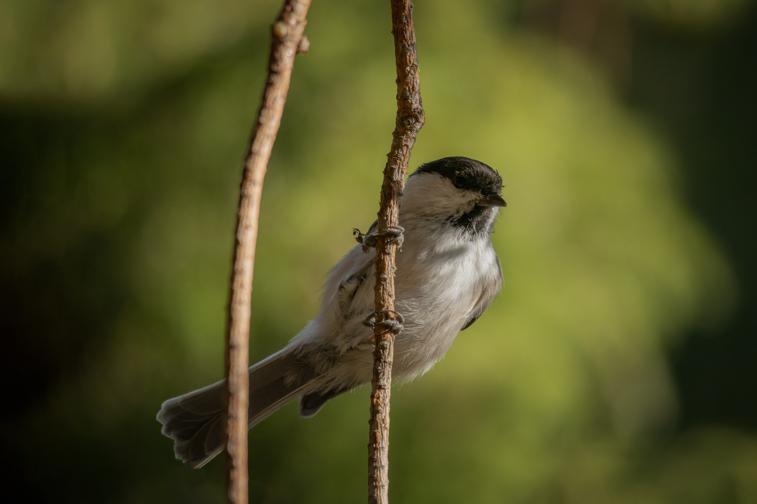 Lipetsk 2024. Anton Chernov | Wildlife photographer