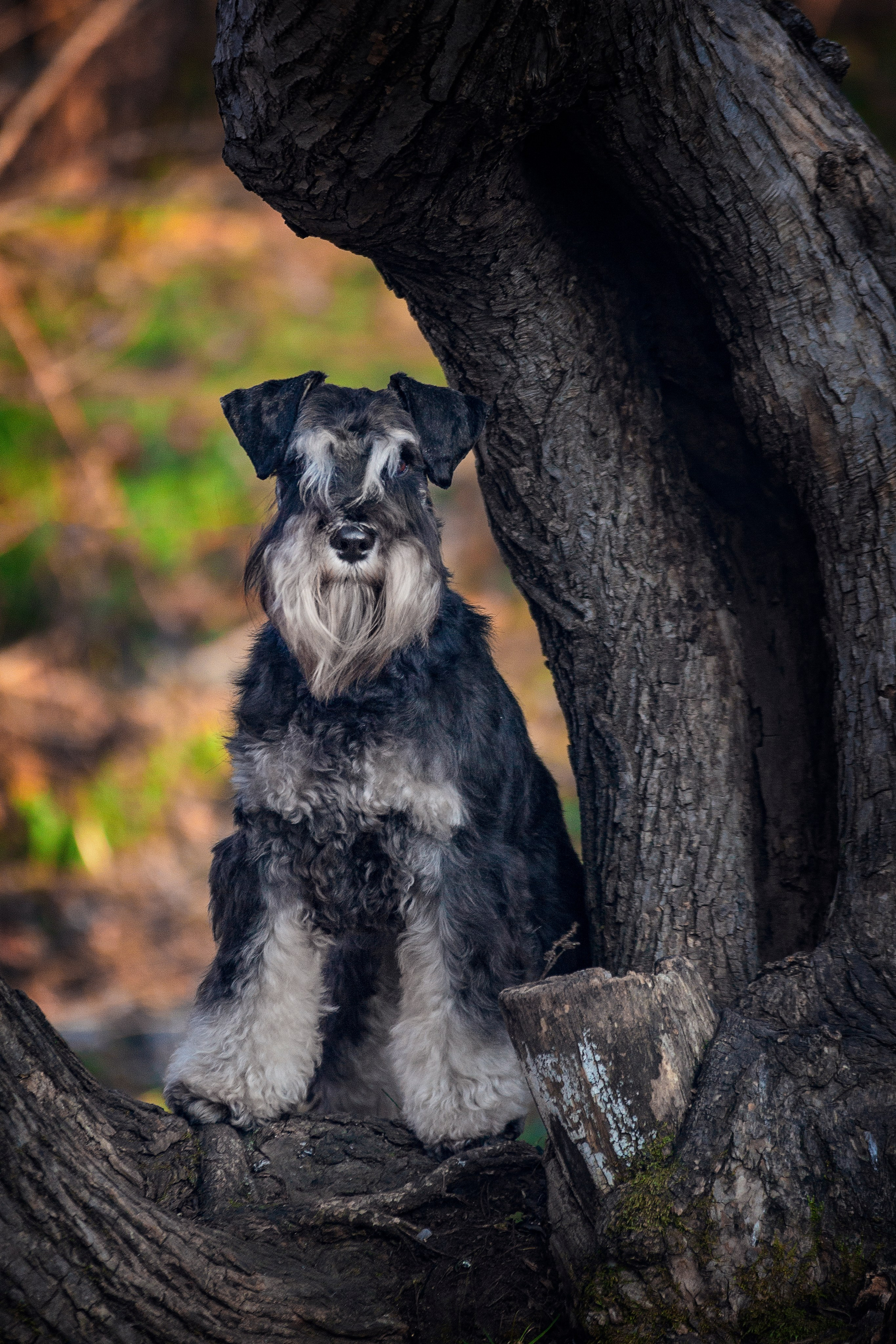 Собаки на улице. Slavilada-Лапки. Свет. Любовь… Профессиональная фотосессия питомцев Для памяти, пристройства и продажи. Хабаровск