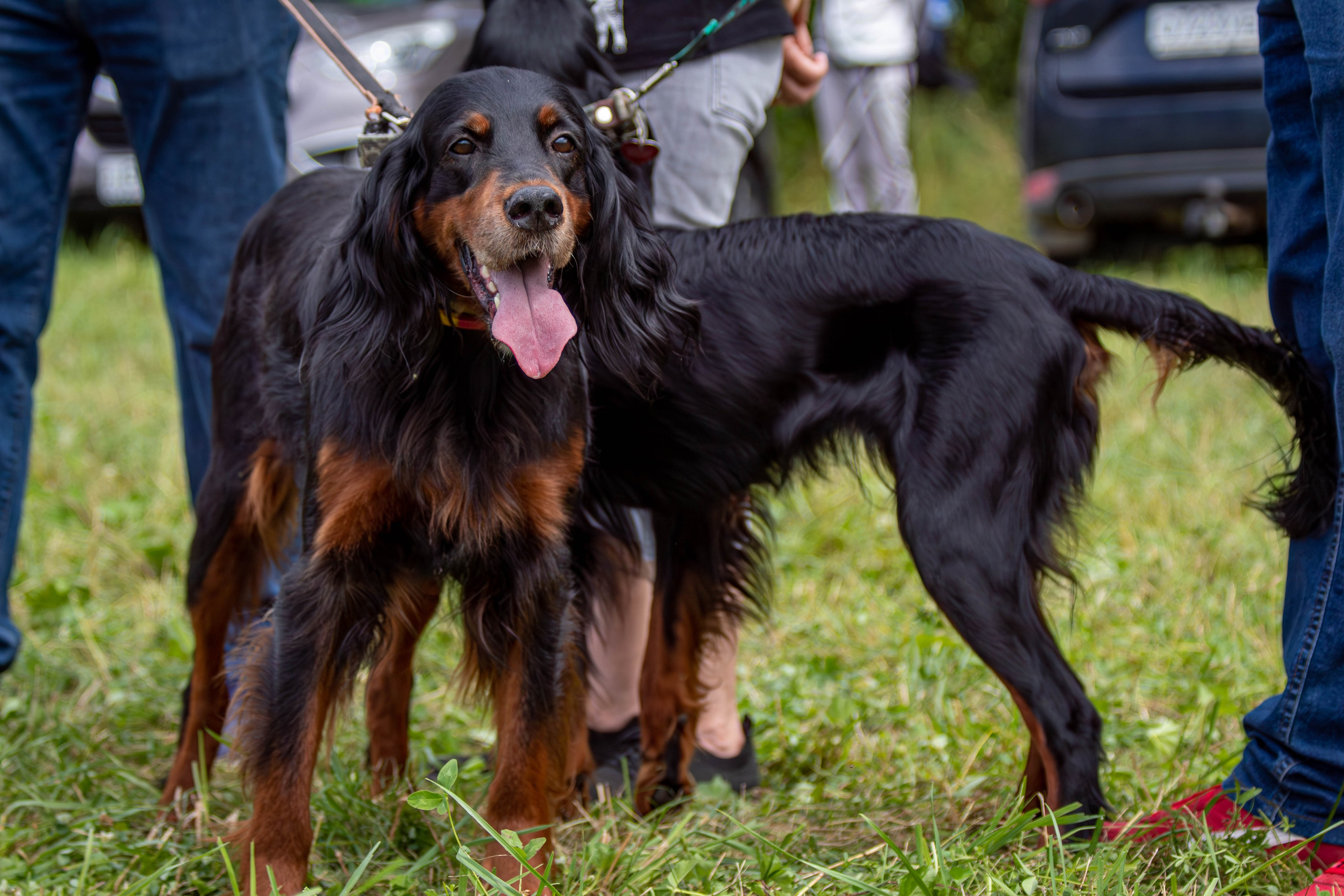 Репортажная съемка в Туле. Фотограф анималист — Тула, Москва