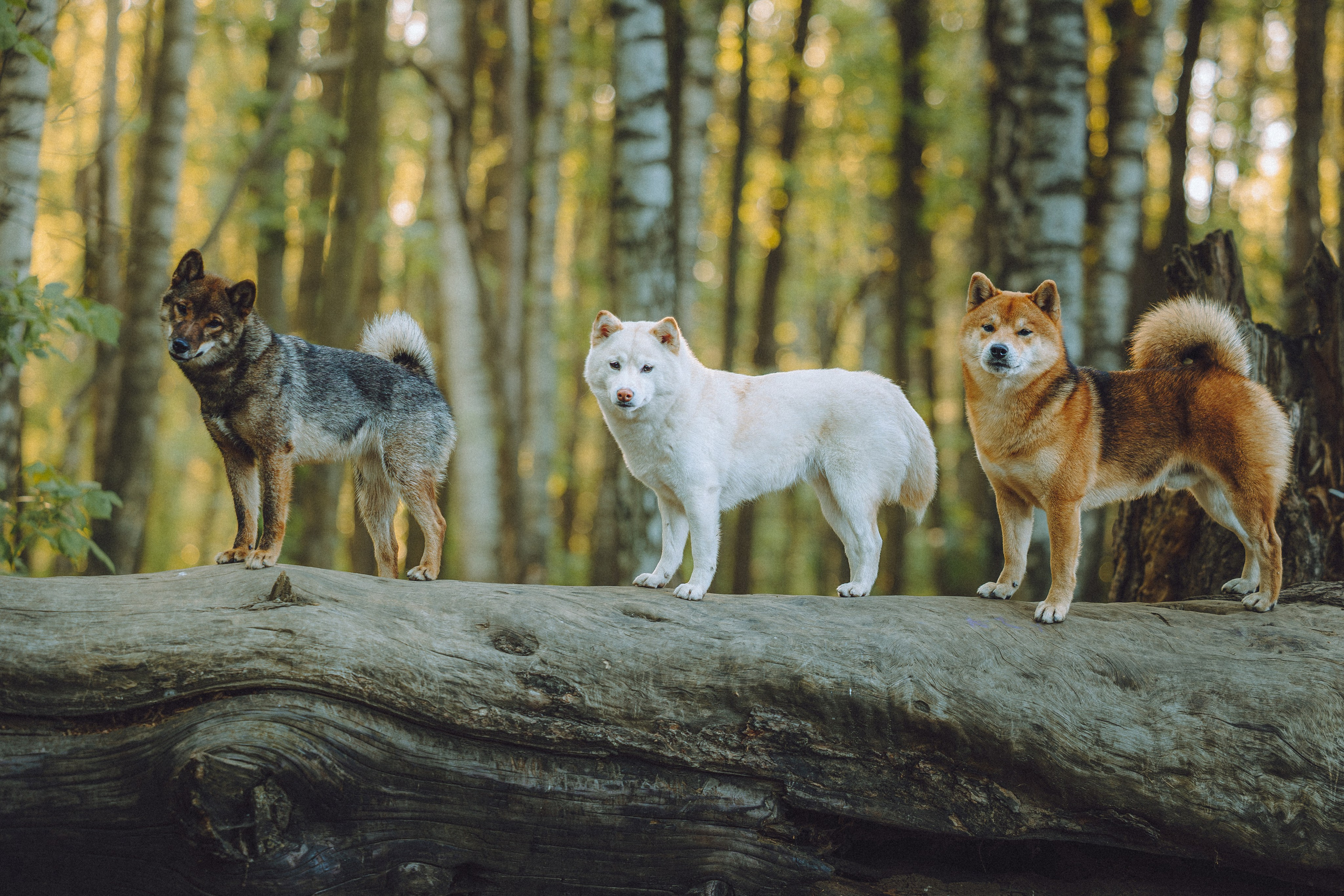 Шед, Цири, Чиби, Цера и их семья