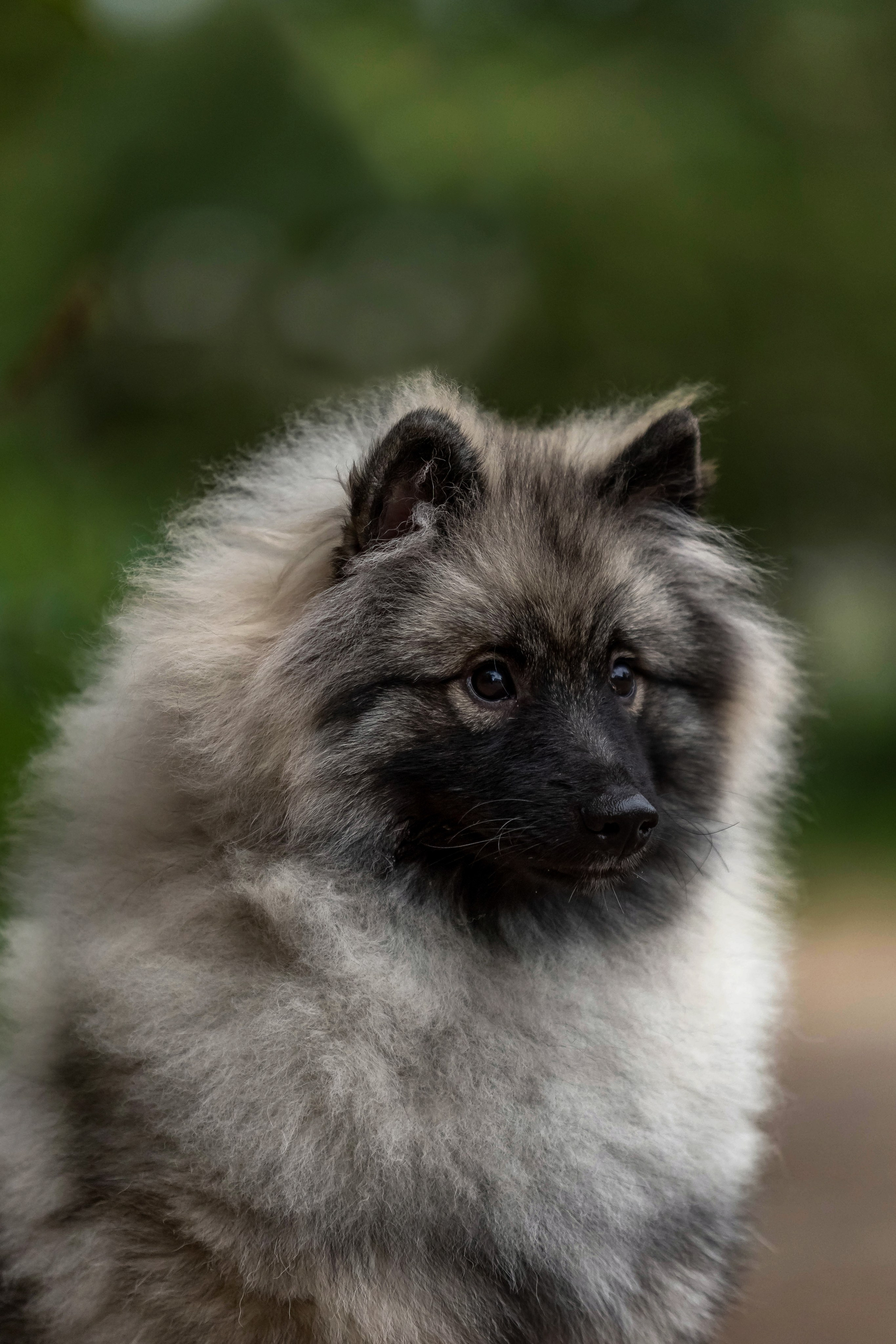 Кеесхонд. Https://moshkovaphoto.ru/