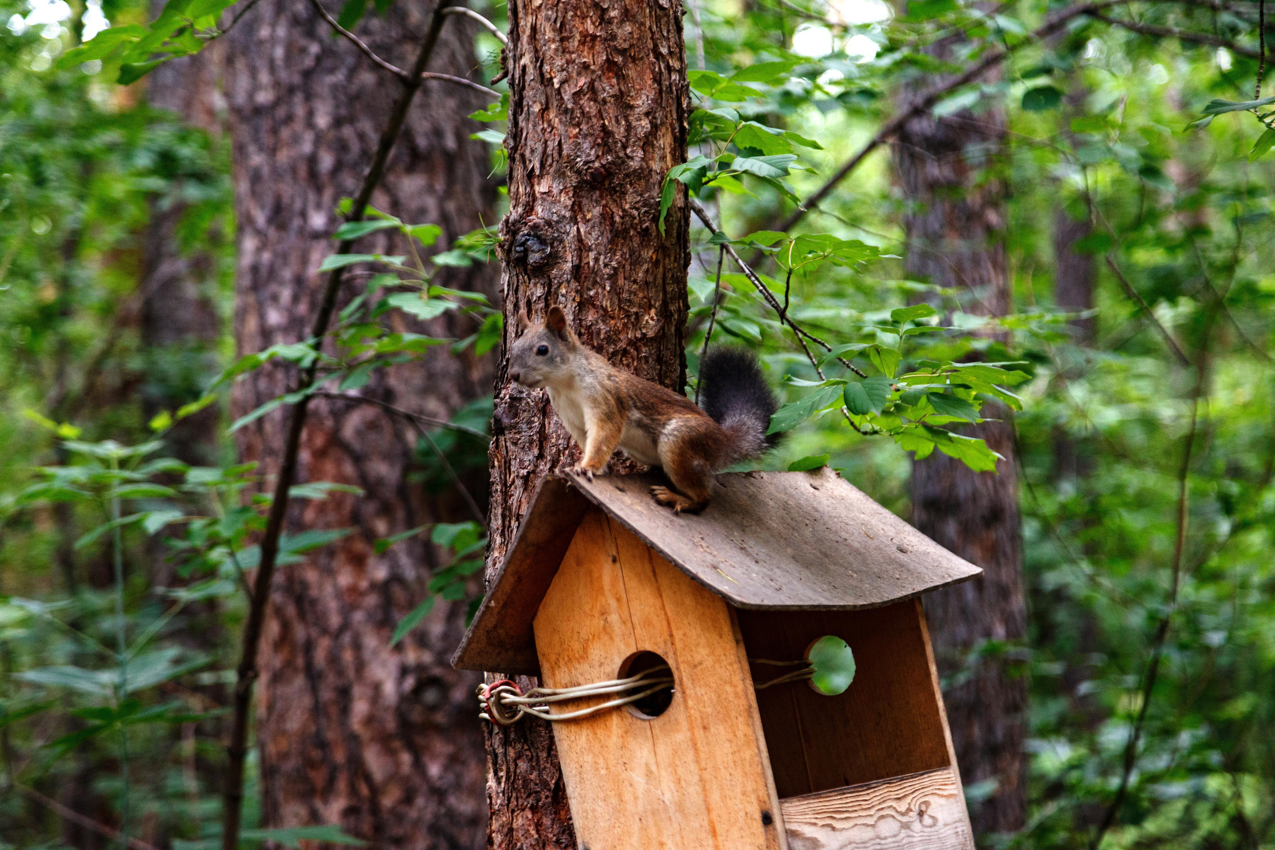 Белки / Squirrels. Фотограф Андрей Гузеев