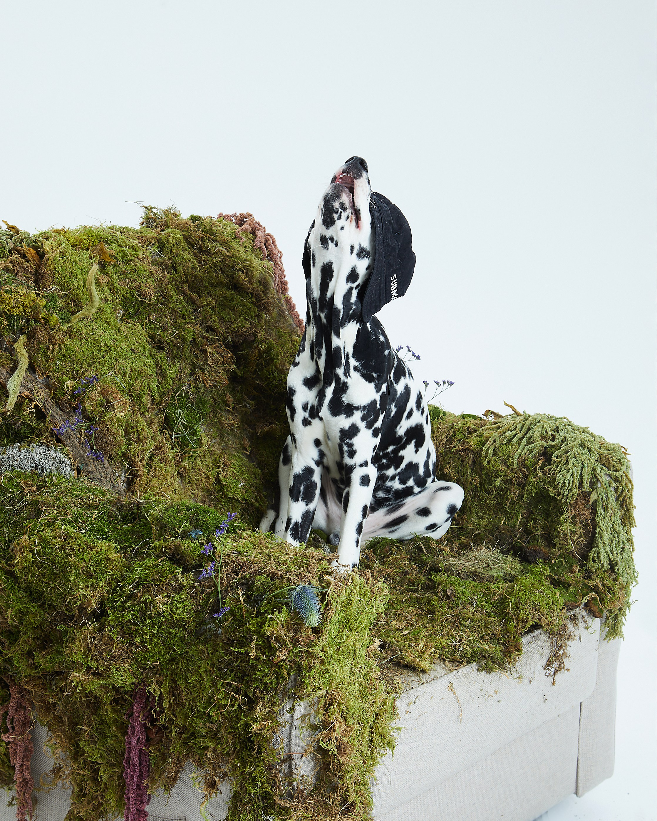 Pets Photography / Фотограф Собак