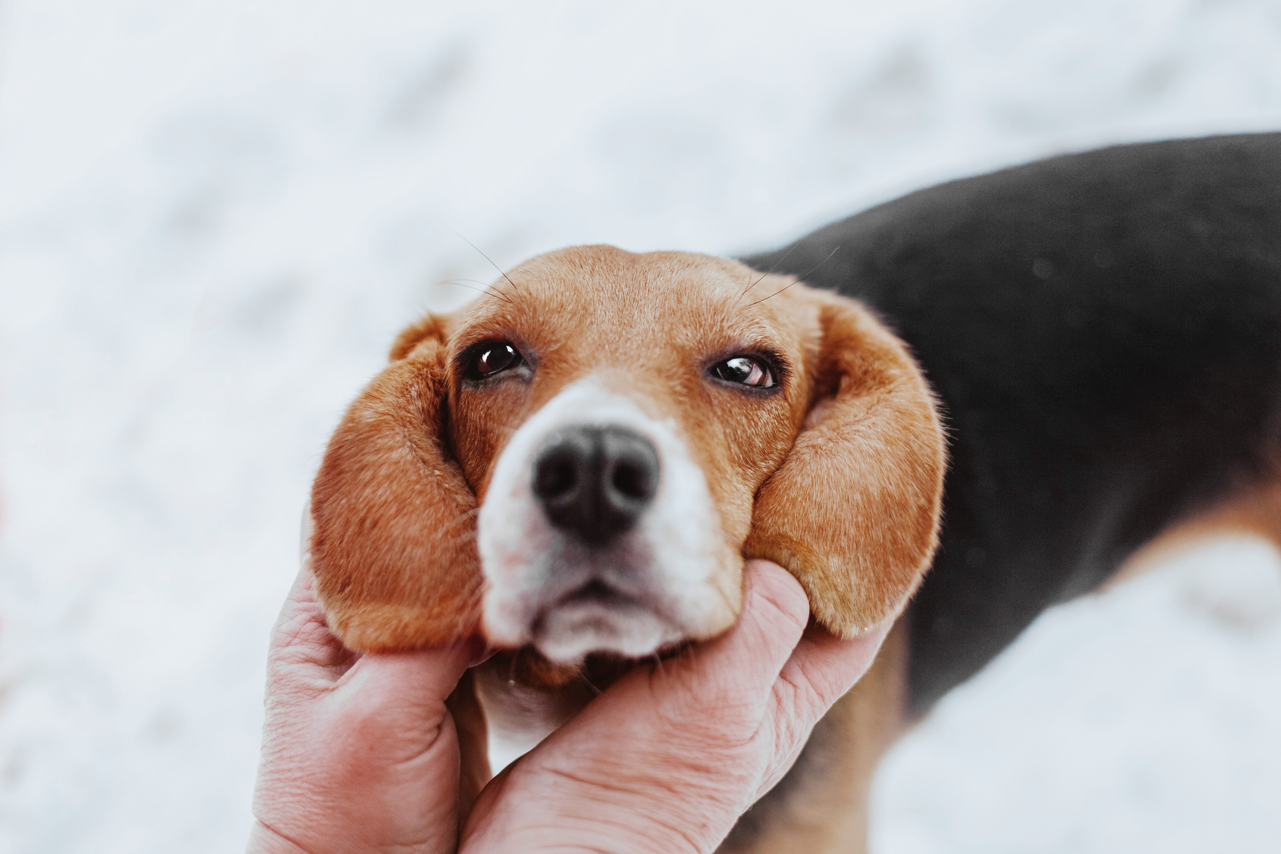Дом для Биглей 2023. Фотограф-анималист Татьяна Степанова