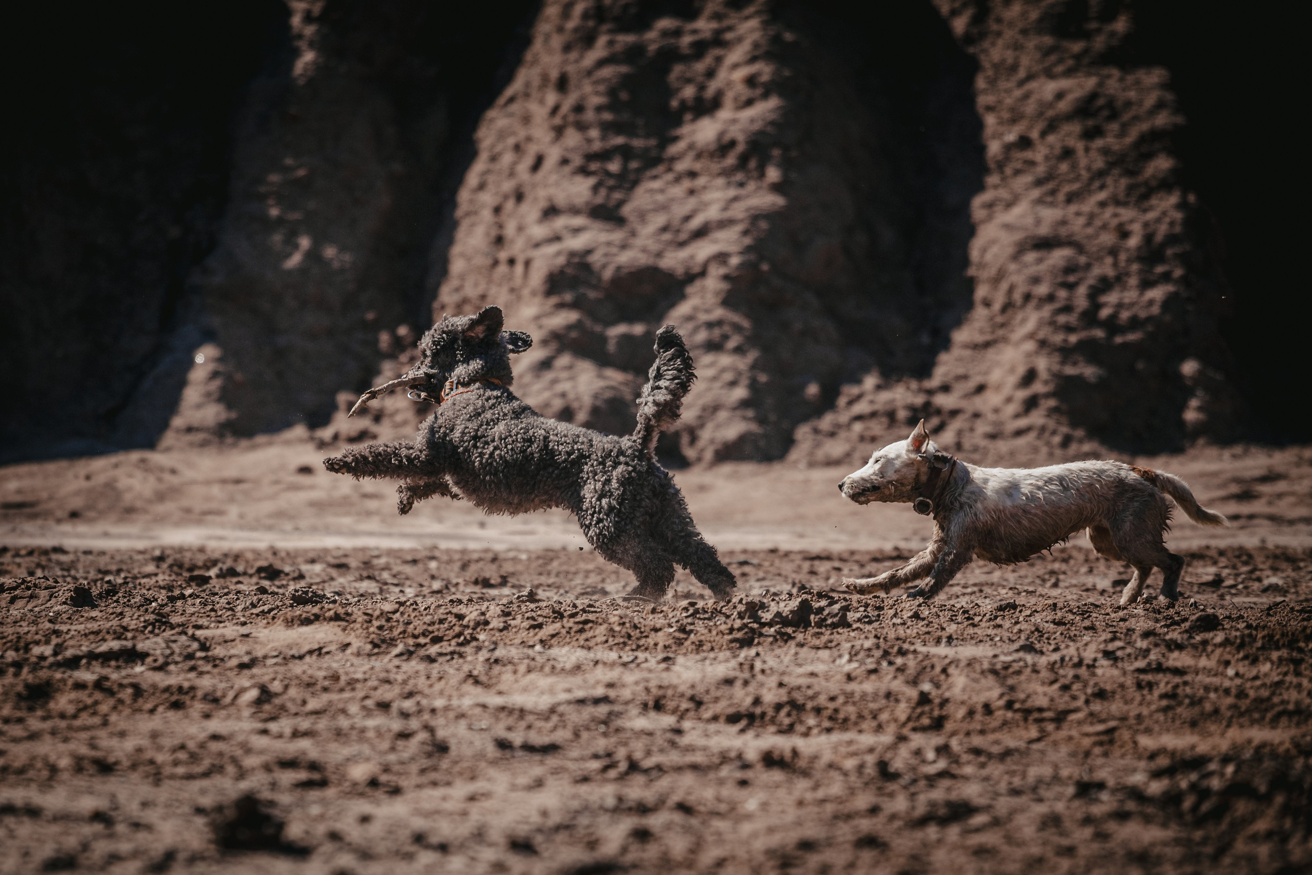 Кондуки. Фотограф-анималист Татьяна Степанова