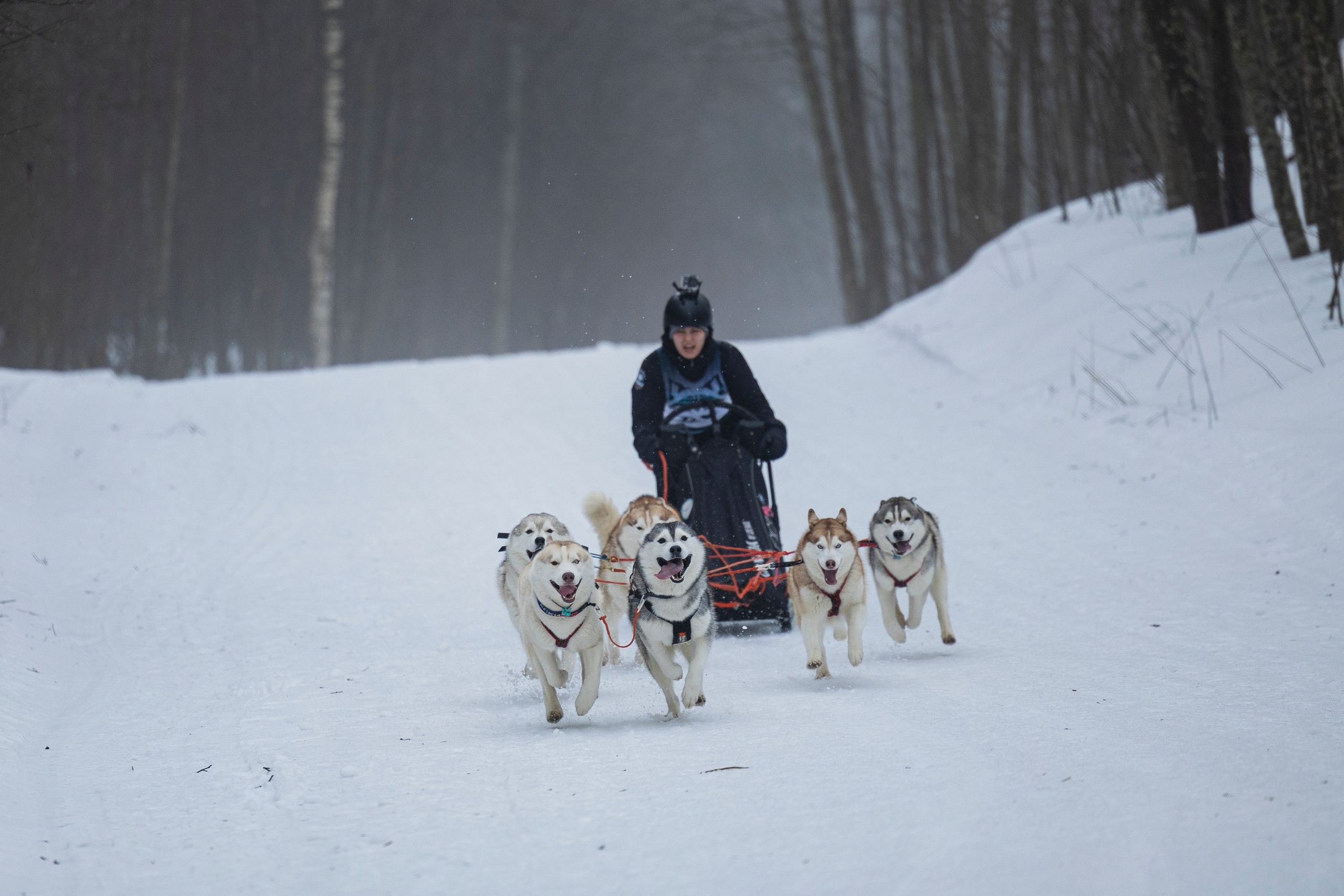Зимний Чемпионат Санкт-Петербурга по ездовому спорту. Фотограф-анималист Анна Маринич