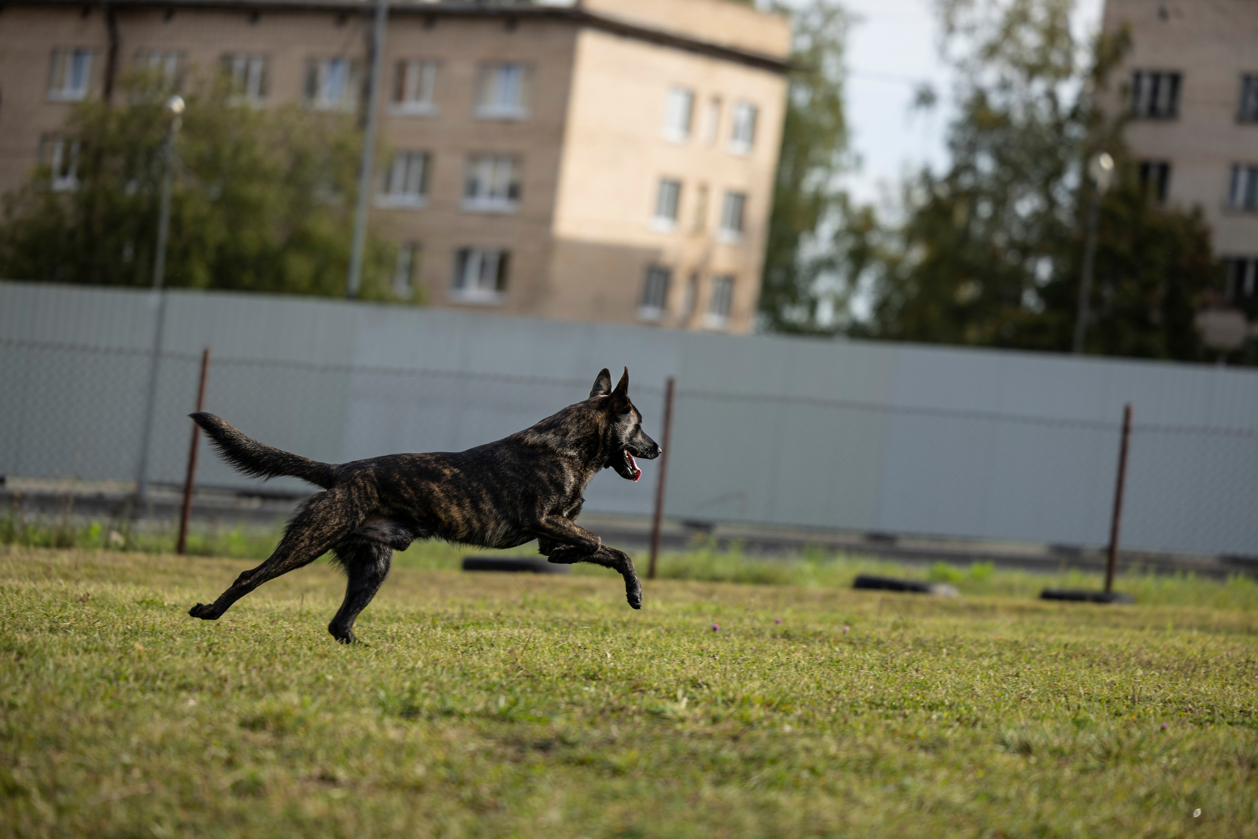 Испытания по Мондьорингу г. Пушкин. Фотограф-анималист Анна Маринич