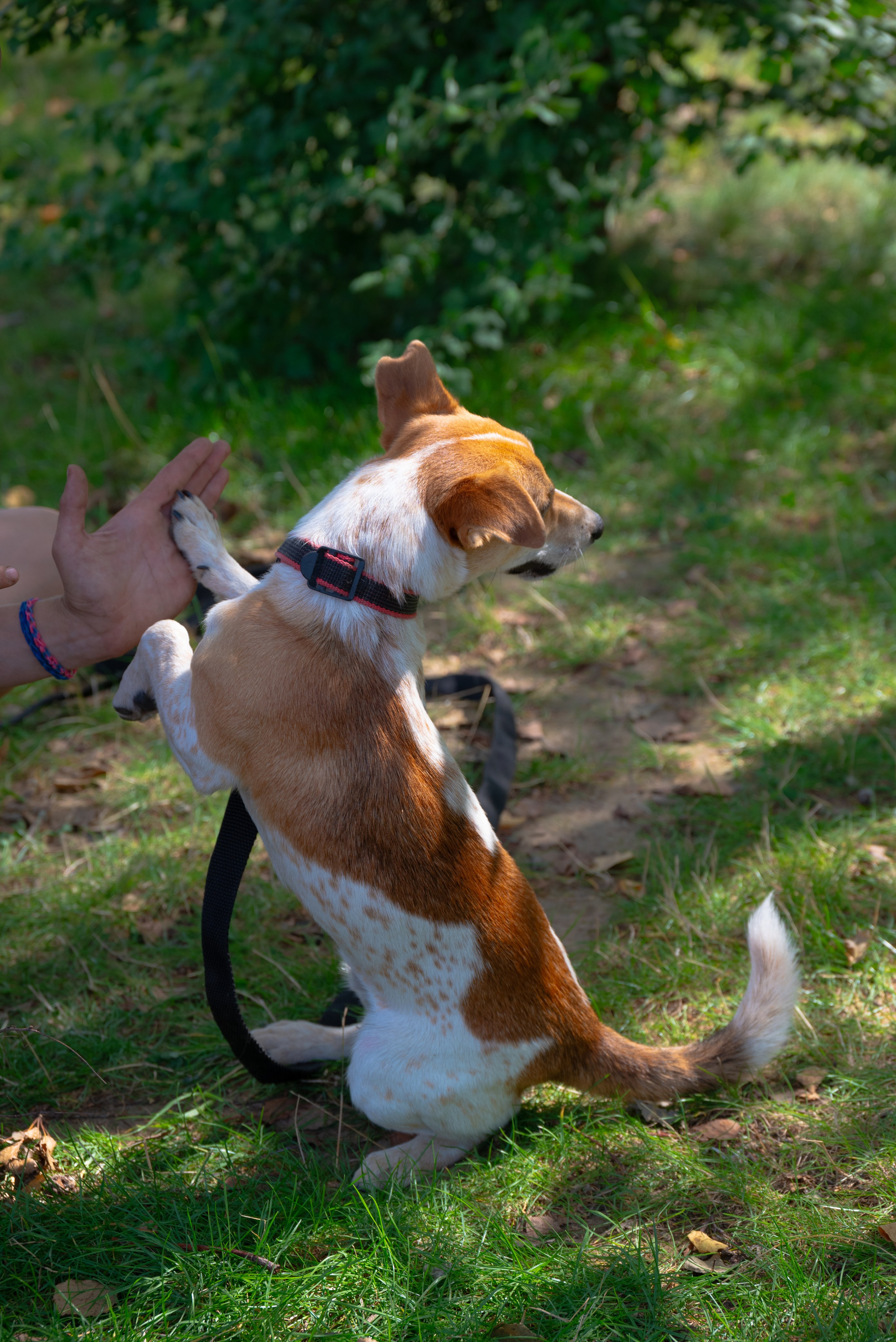 Pets Fest. Юлия Чайко, фотограф в Минске