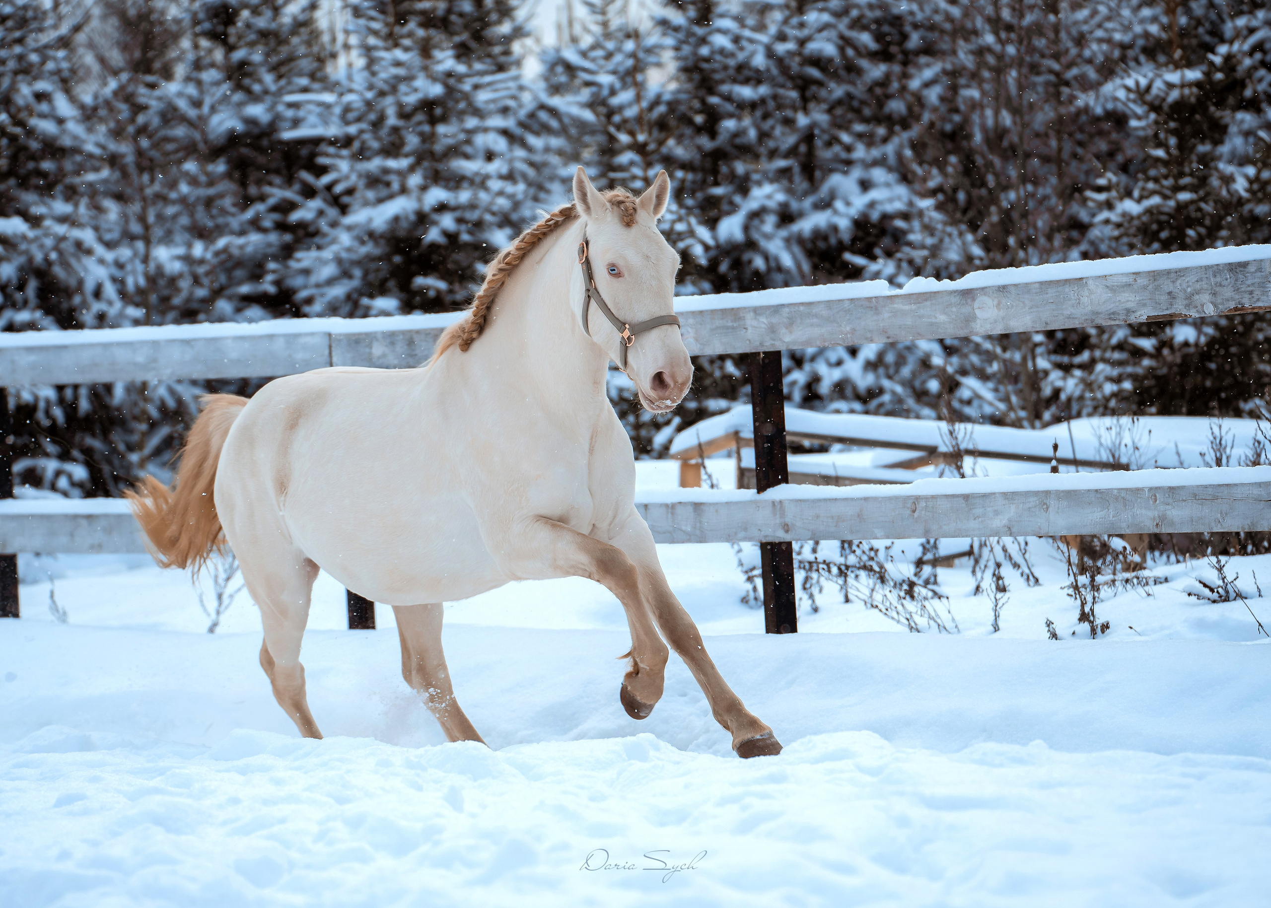 Зима. Фотограф Дарья Соколовская