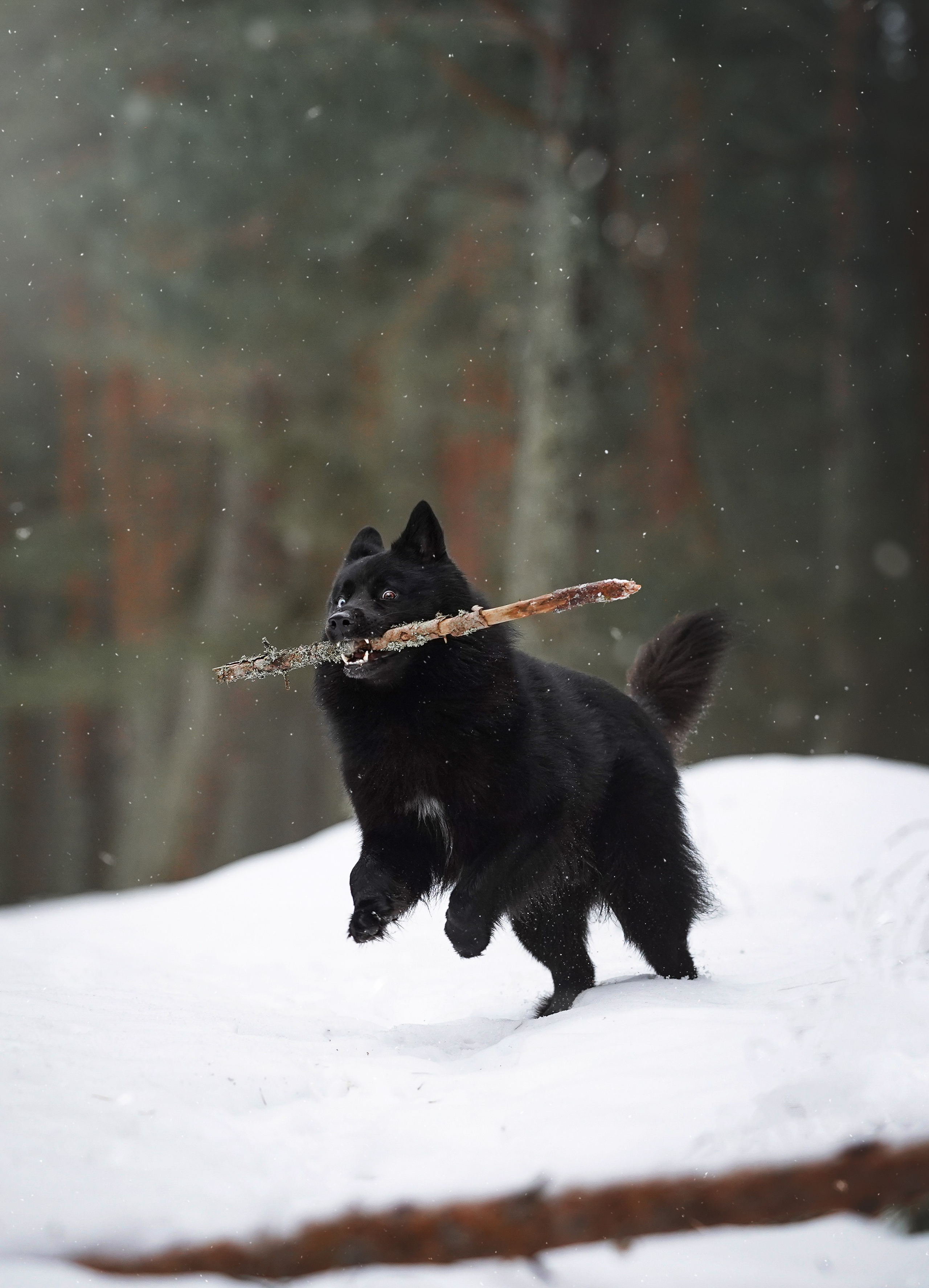 Лора Джанго и Хэппи. Фотограф-анималист в Санкт-Петербурге Яна Мартынова