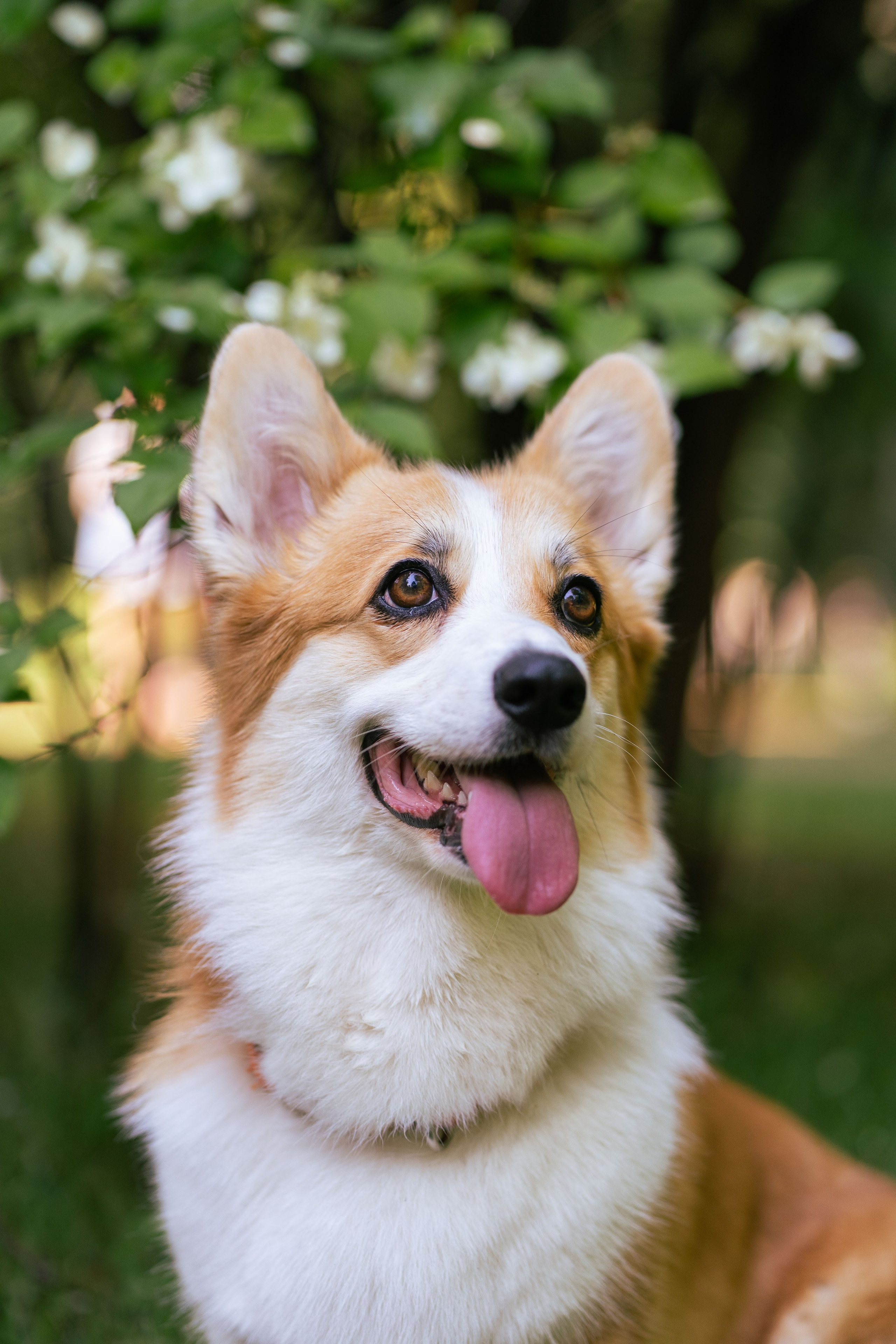 Ольга и коржики. Свадебный фотограф в Москве Анна Полушина