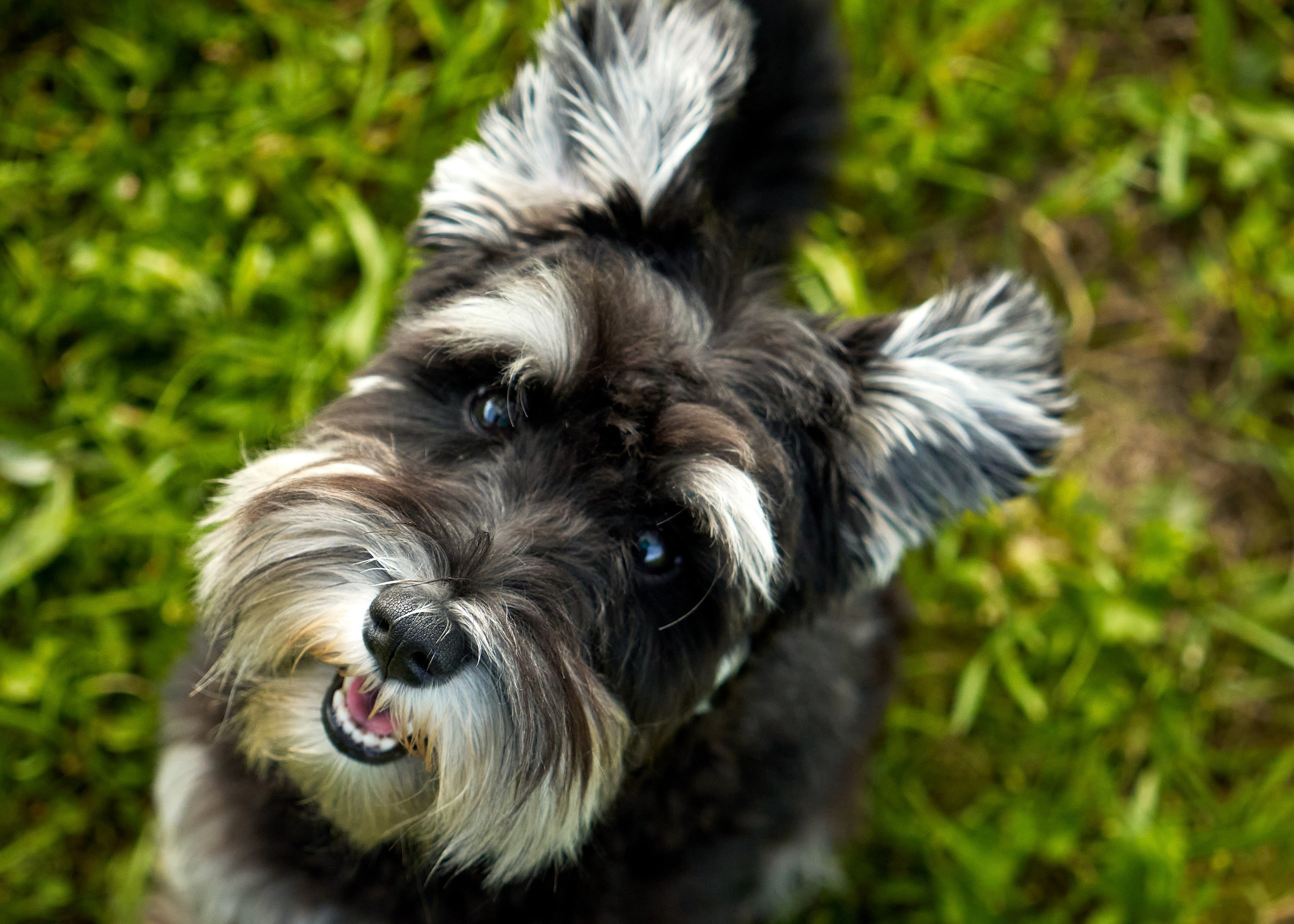 Съемка собак. Фотограф в Екатеринбурге Анастасия Фе