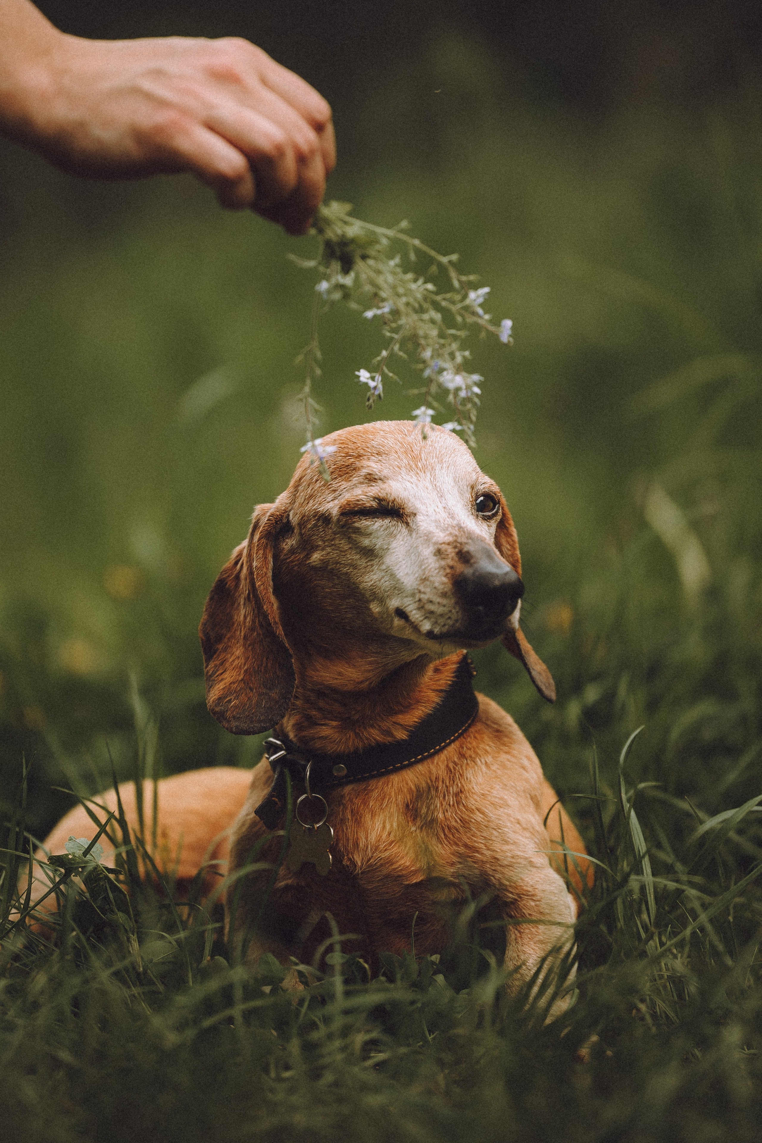 Груша, Данни, Фунтик и их семья