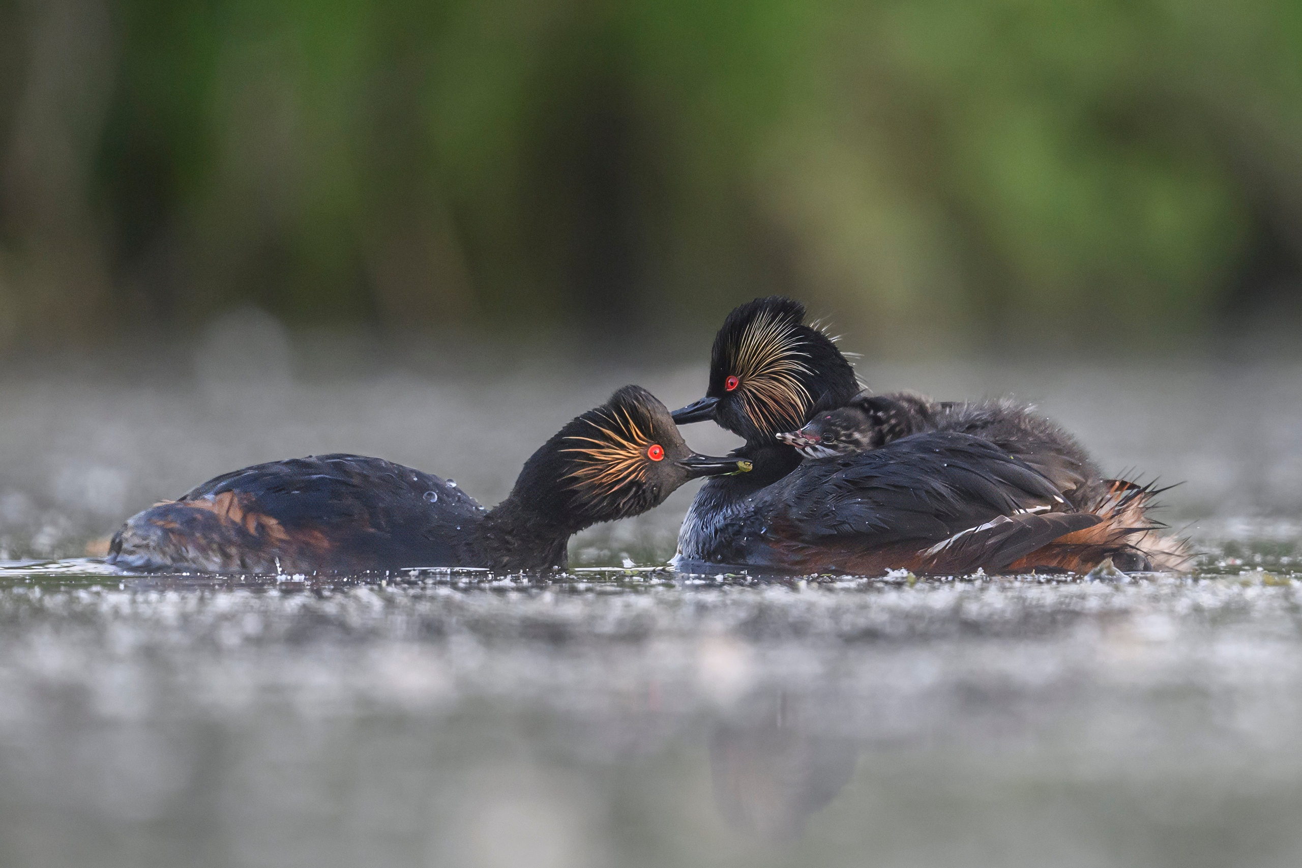 Пополнение у поганок. Фотограф Сергей Пупонин