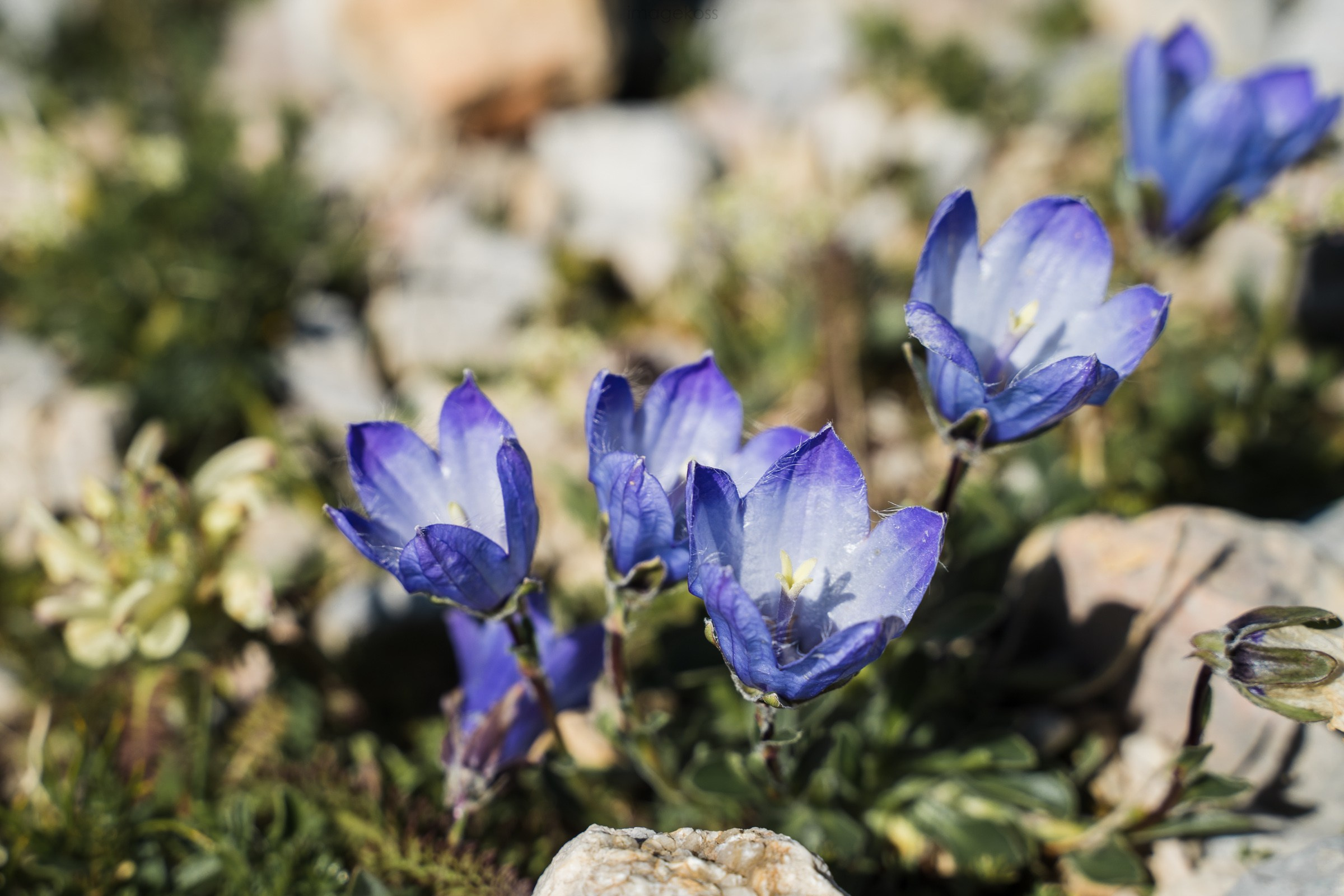 Адыгея. 30й маршрут. Фотограф в поход и восхождение на Эльбрус Игорь Косарев