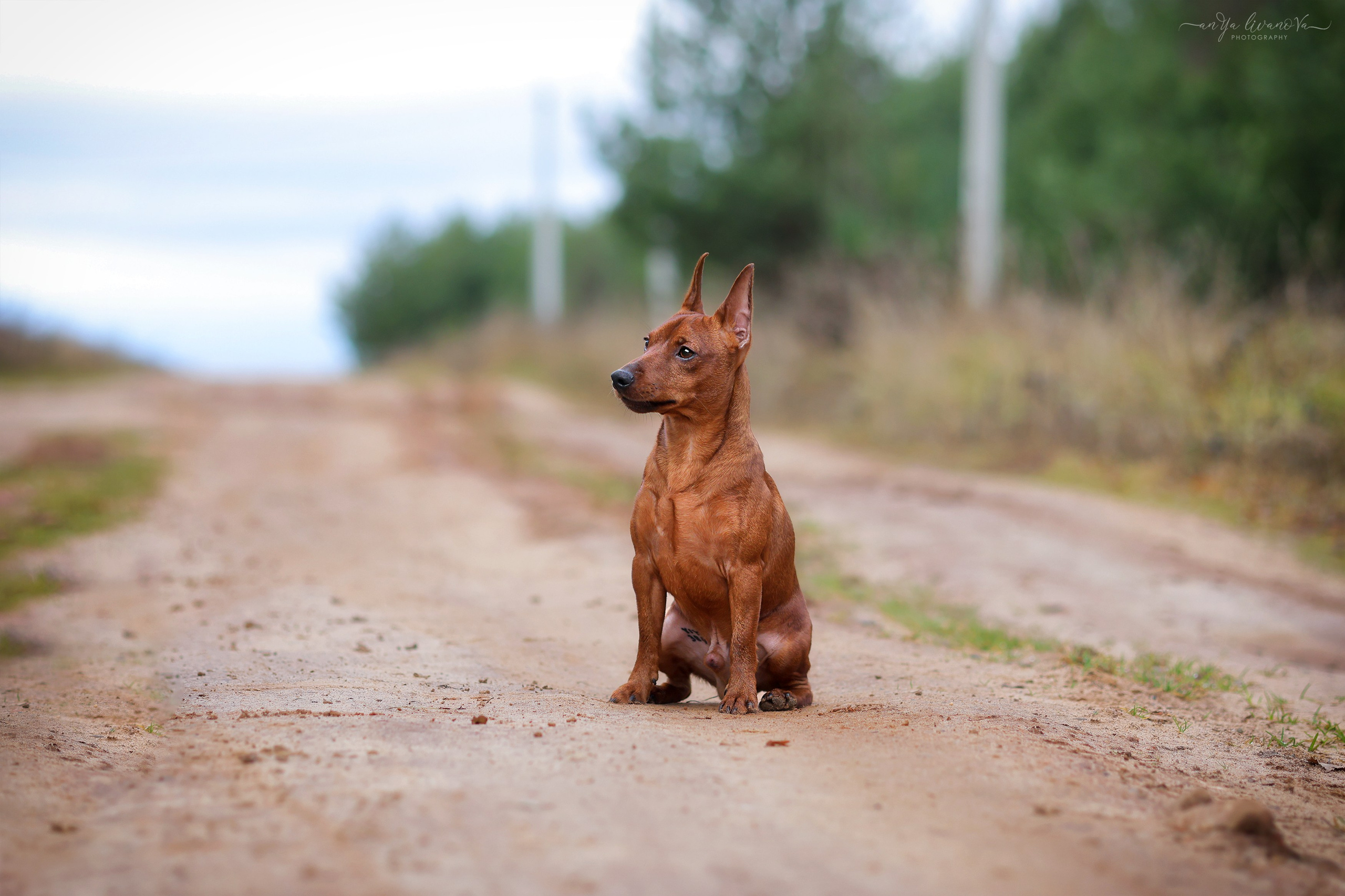 Пашка. Фотограф анималист Аня Ливанова | Рыбинск