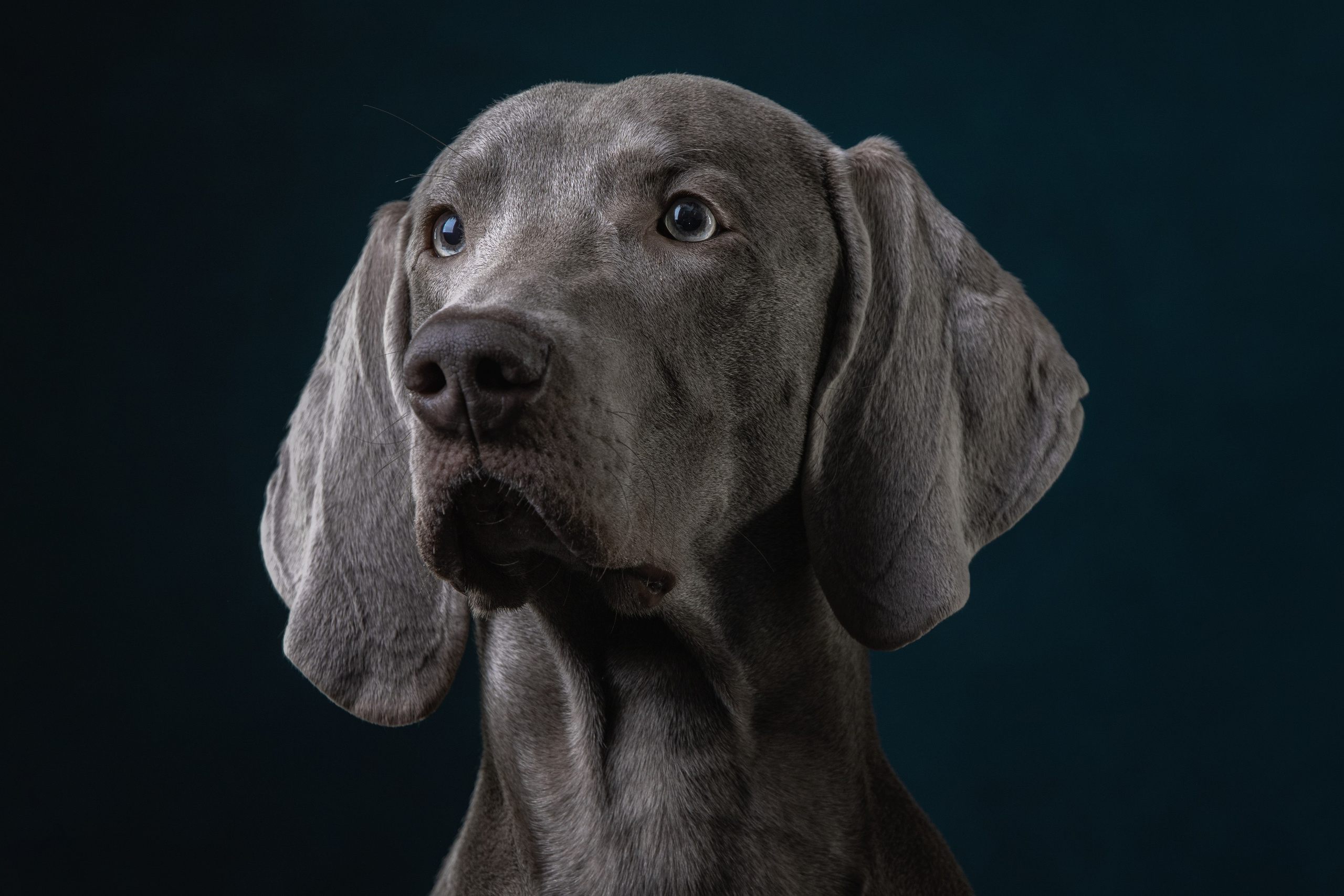 Студийная съемка веймаранера. Фотограф-анималист Юлия Зубкова
