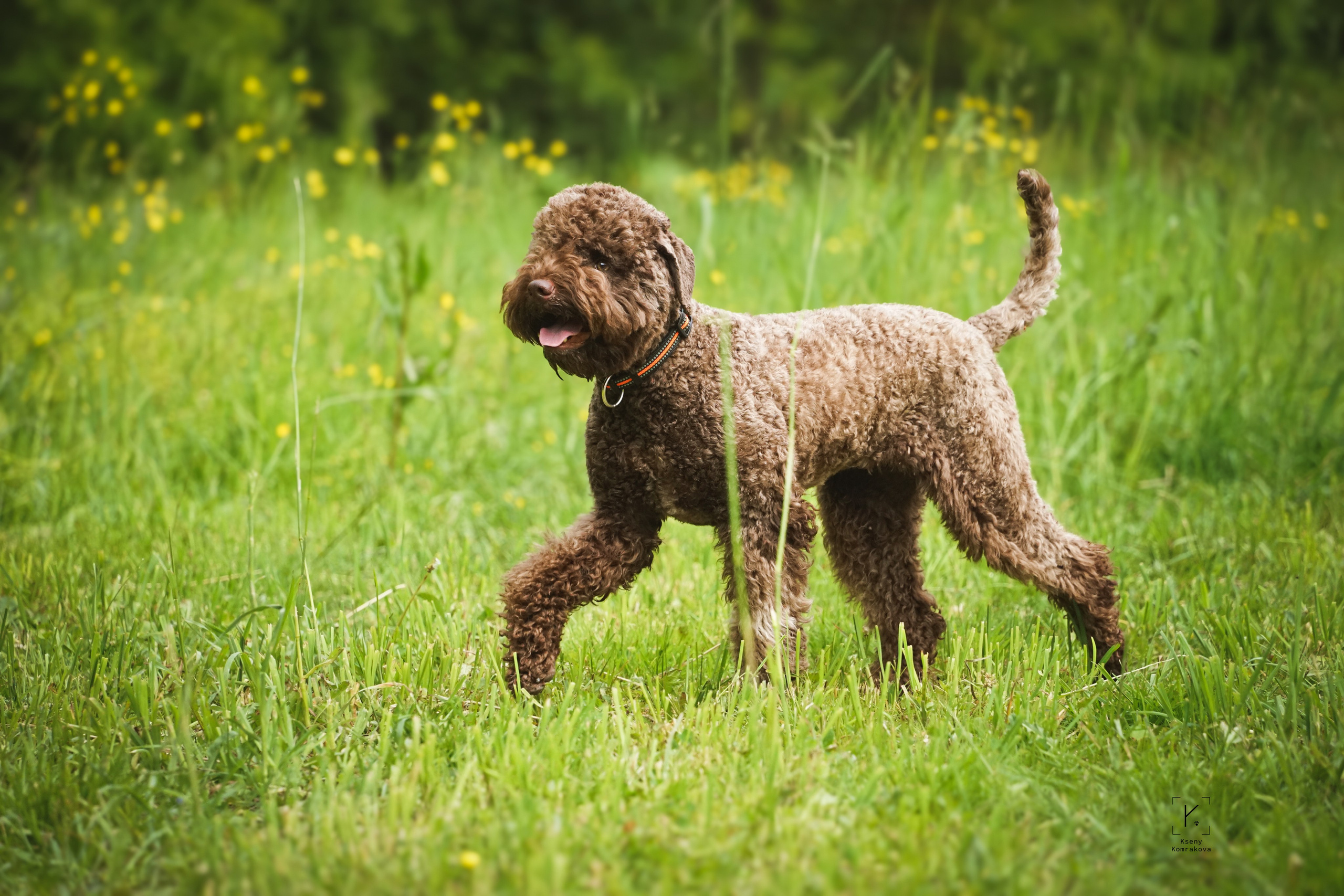 Съемка собак. Анималистика. Репортаж. Индивидуальная съемка