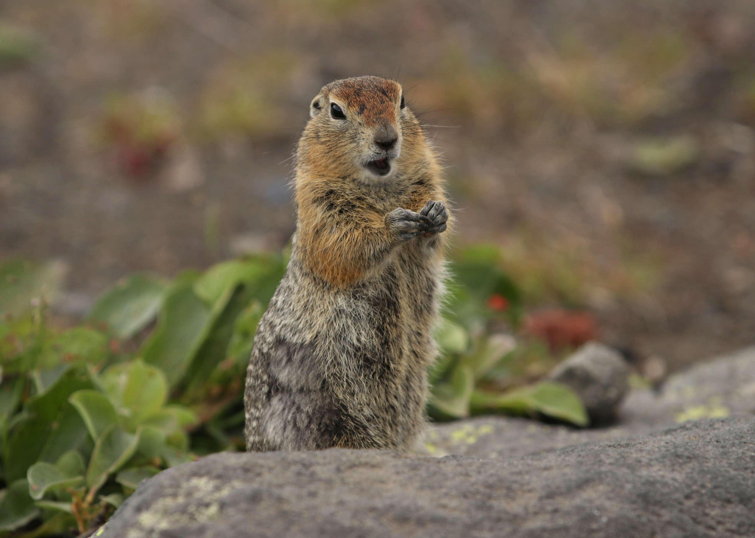 Камчатка и о. Парамушир. Июль 2024. Путешественник-фотограф из Санкт-Петербурга Татьяна Свистулина