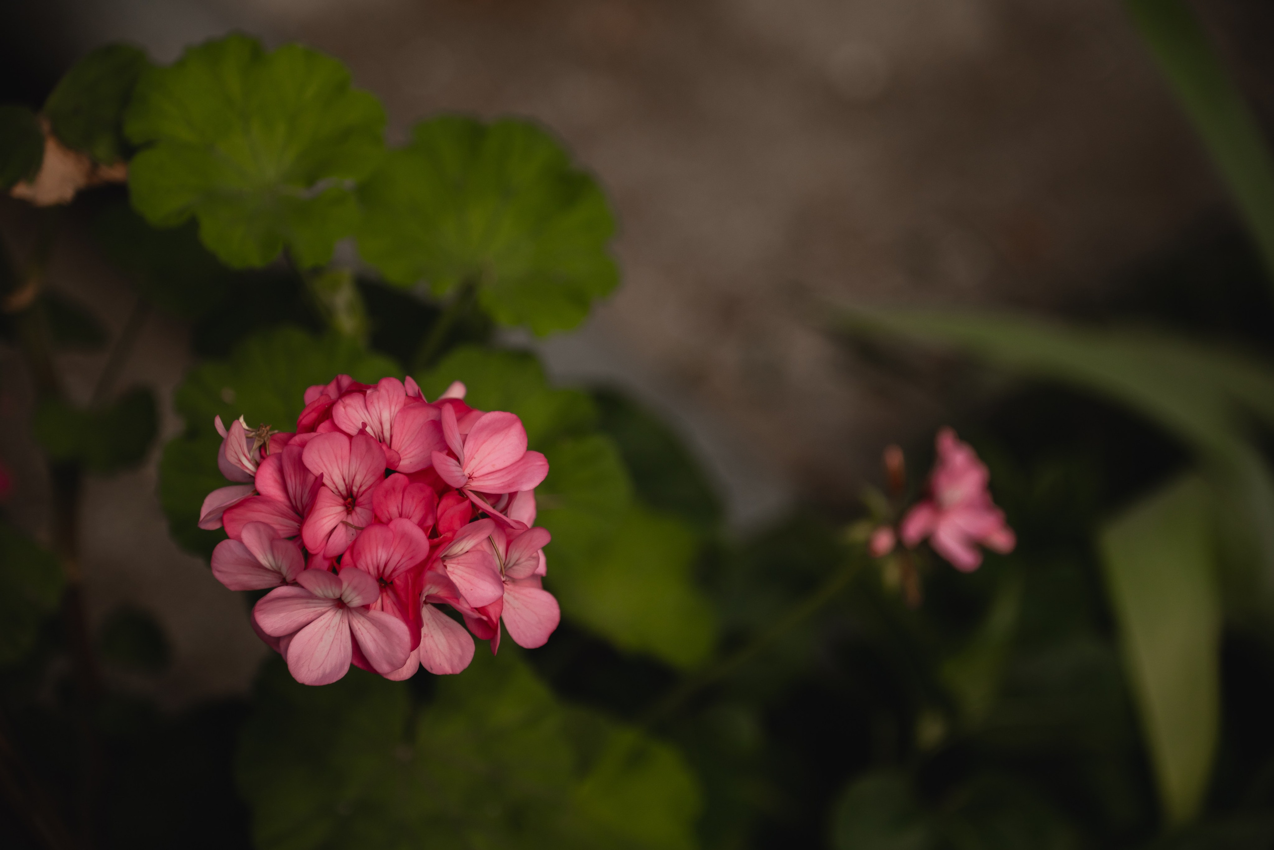 Ялта. Дача Чехова. Свадебный фотограф Анна Хочева