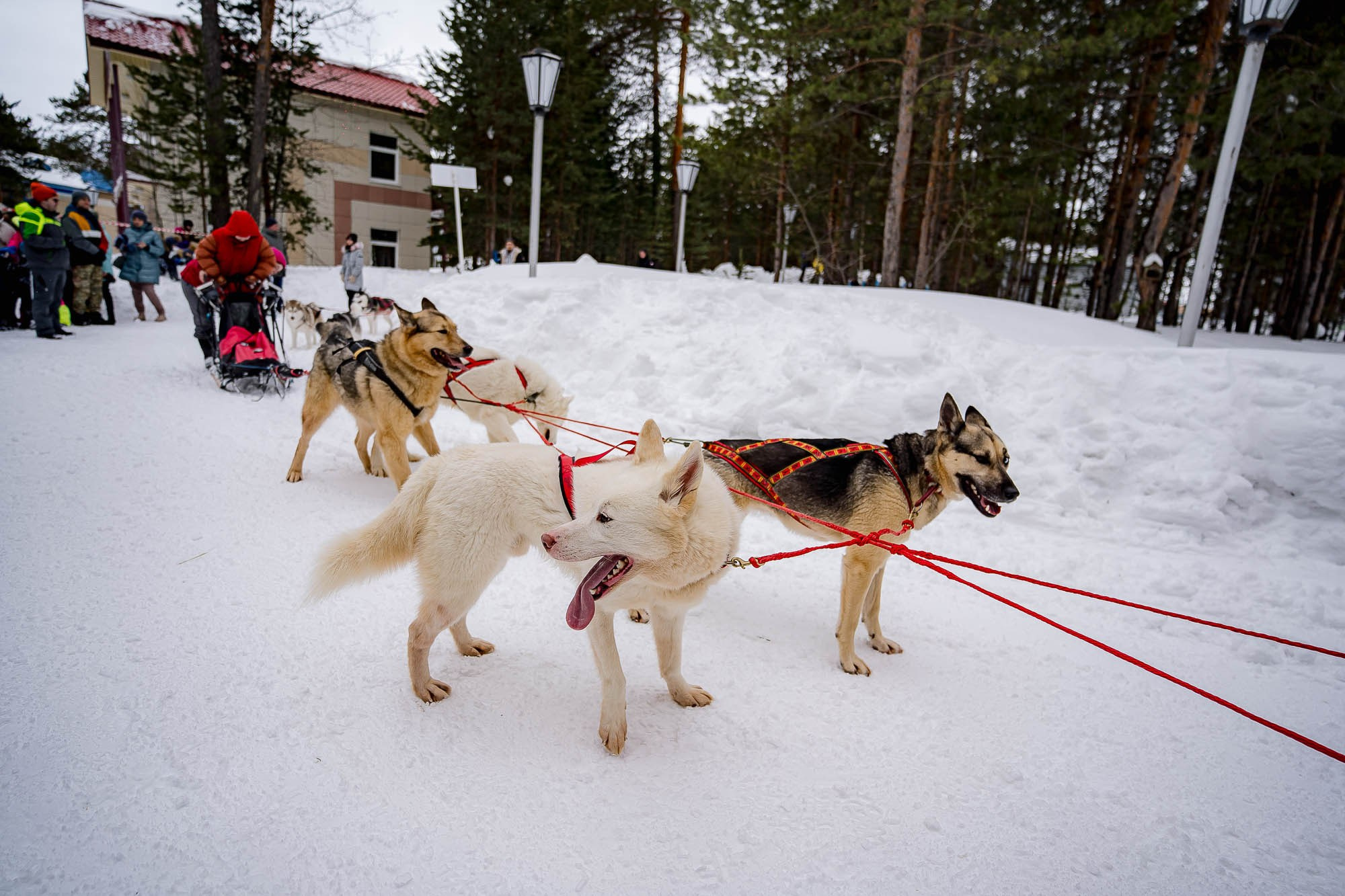 Россети. Масленица. Сергей Кошкин. Репортажная и ивент-фотография в Сургуте