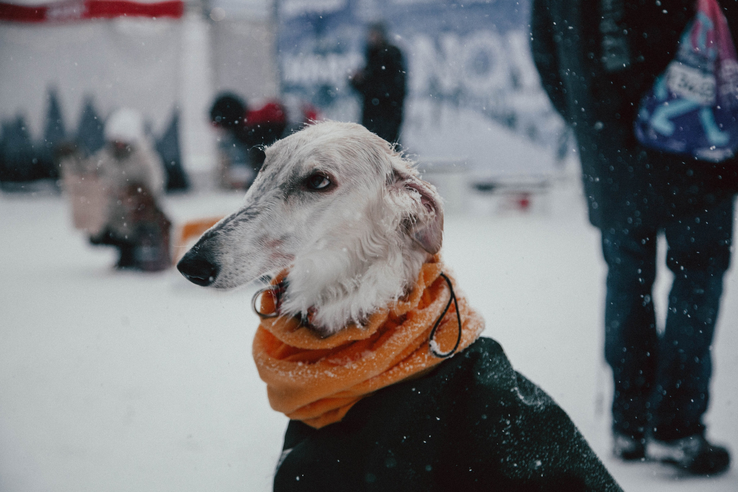 HARD TRAIL в Суоранде. Репортажный фотограф во Всеволожске и Санкт-Петербурге Владимир Капустин