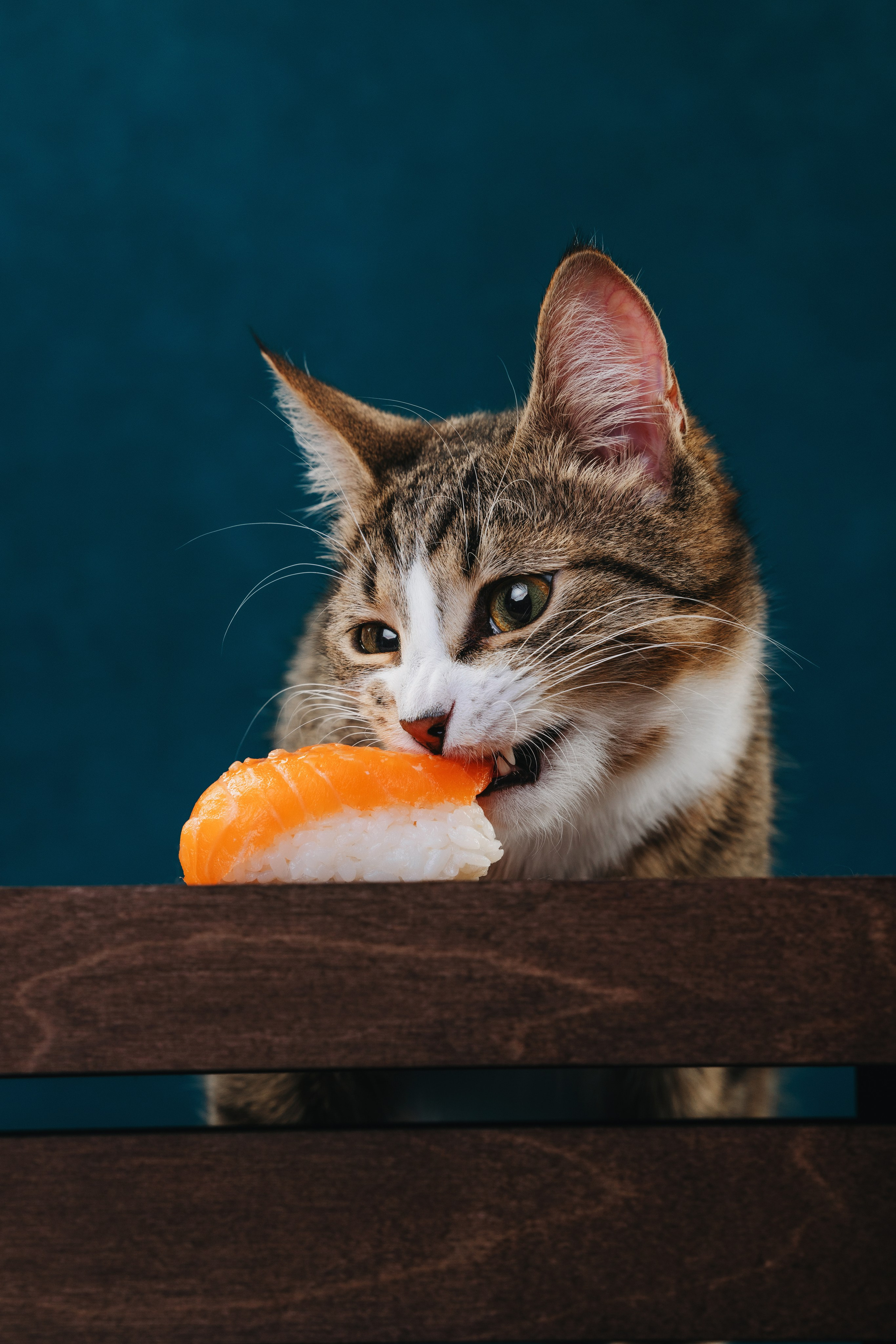 Коты Сет и Квентин. Фотограф анималист Осипчикова Мария