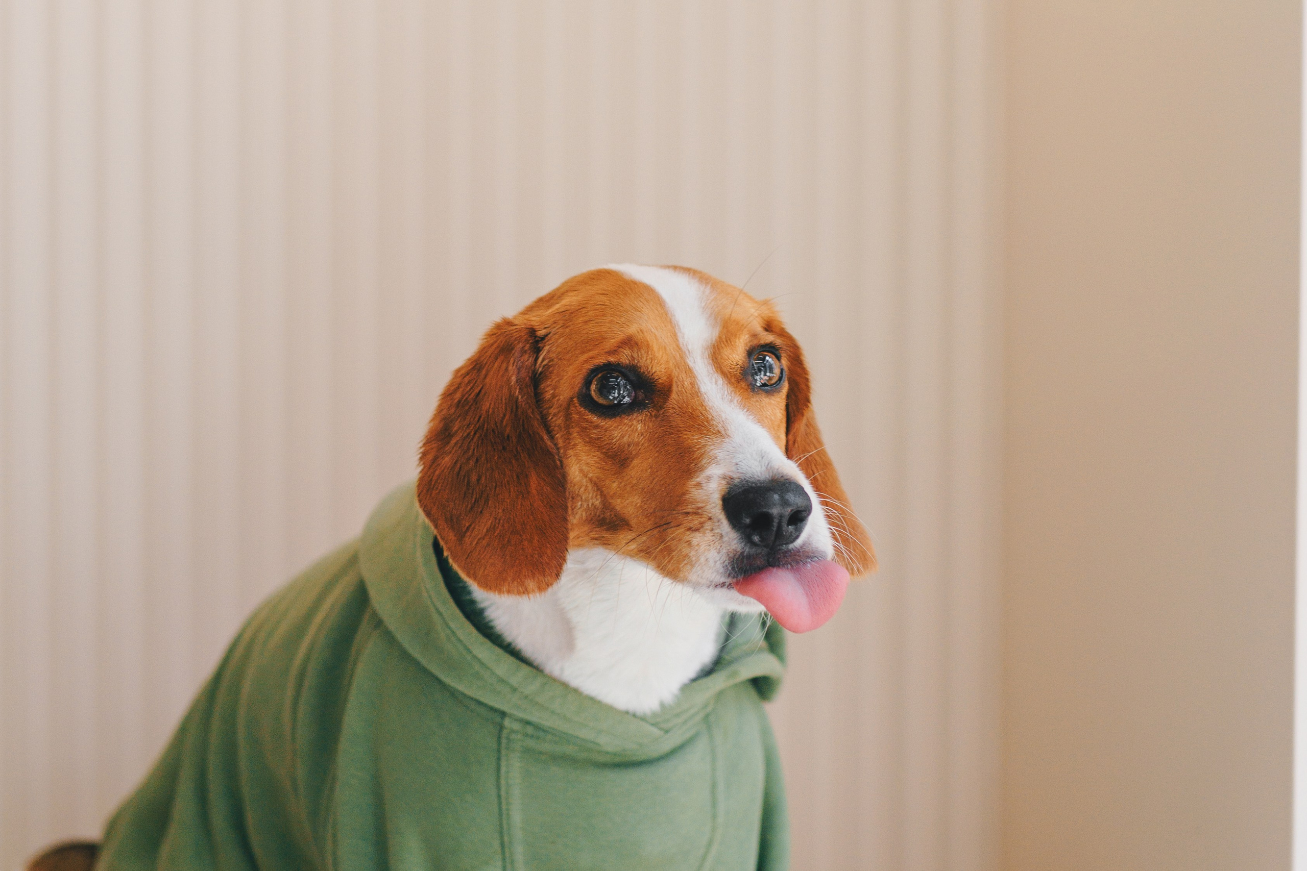 Груминг-салон. Фотограф анималист Осипчикова Мария